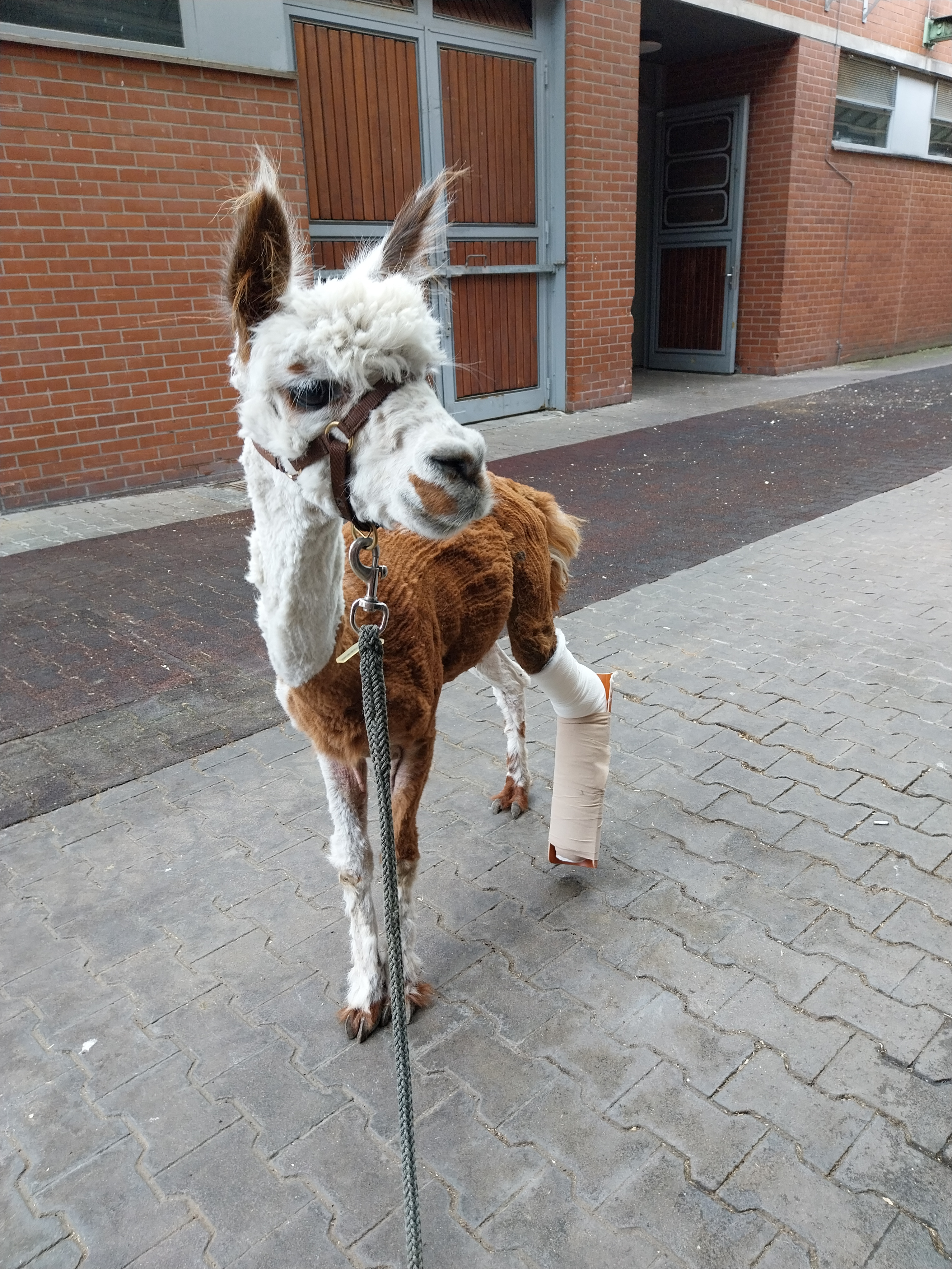 Hilfe für Pinto – ein Alpaka kämpft um Bein und Leben campaign photo, 2 of 5