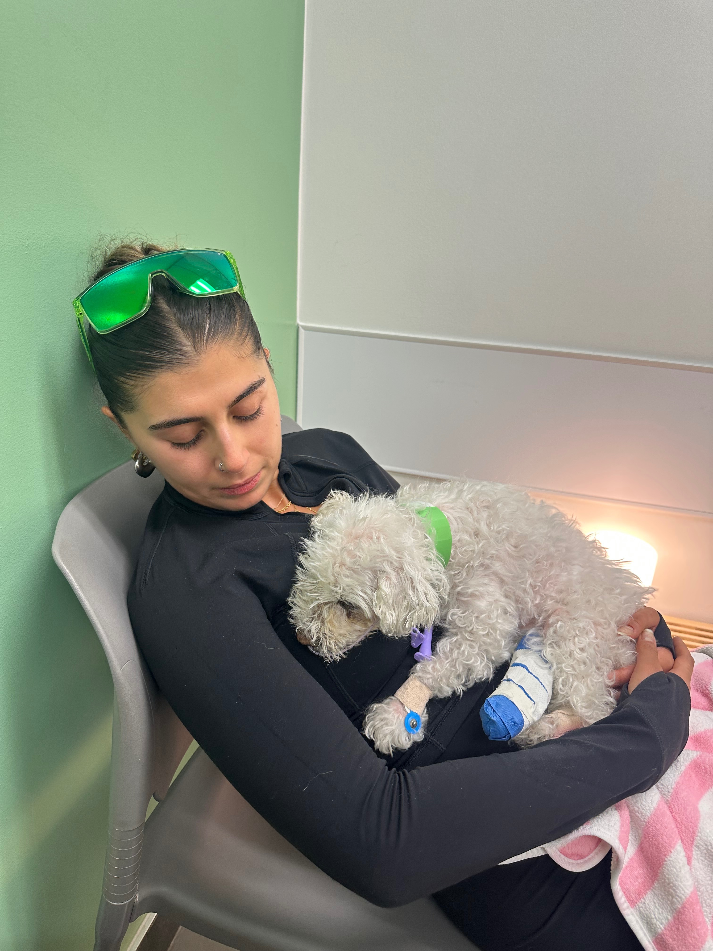 Help with Lulu’s Emergency Vet Bills campaign photo, 2 of 8