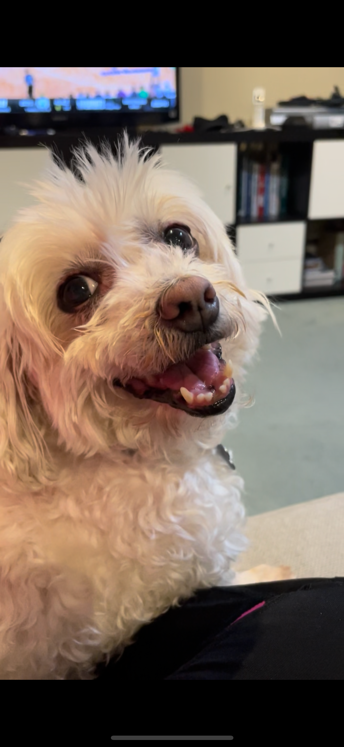 Help with Lulu’s Emergency Vet Bills campaign photo, 5 of 8