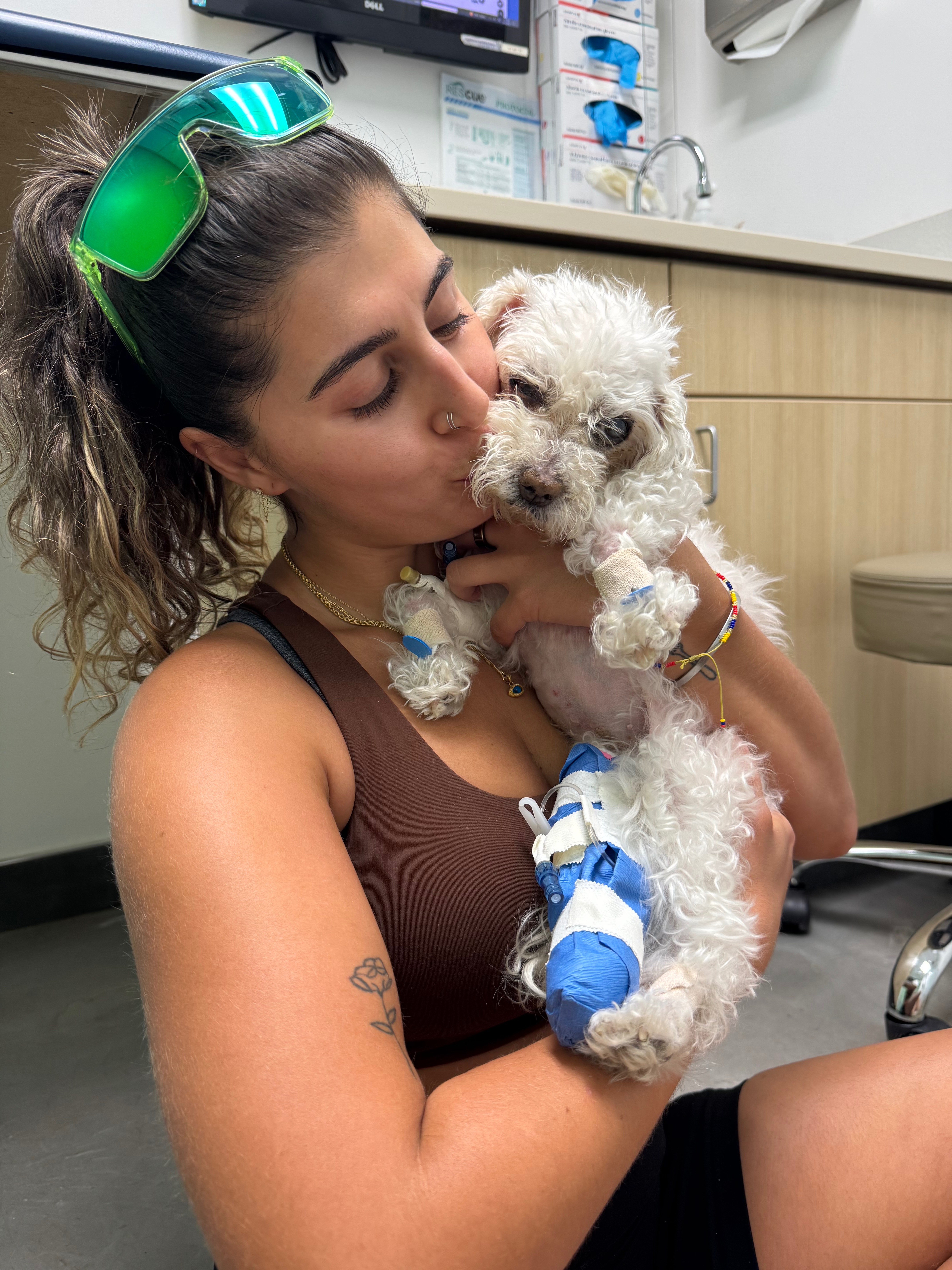 Help with Lulu’s Emergency Vet Bills campaign photo, 6 of 8