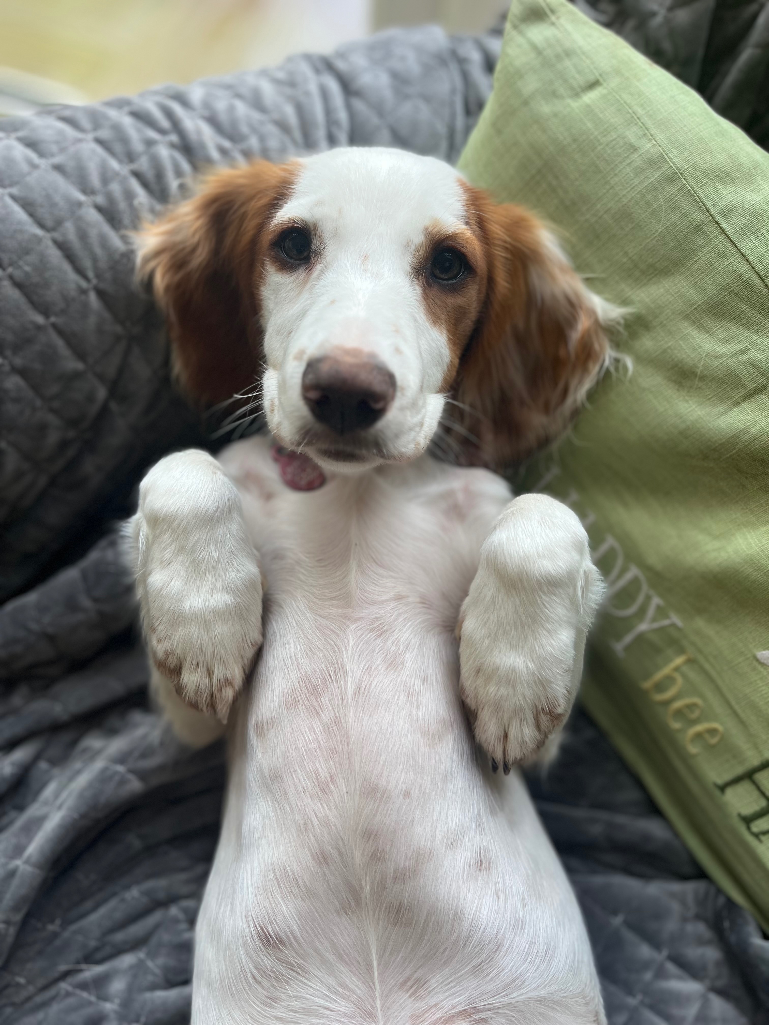Daisy’s Heart Operation campaign photo, 7 of 8