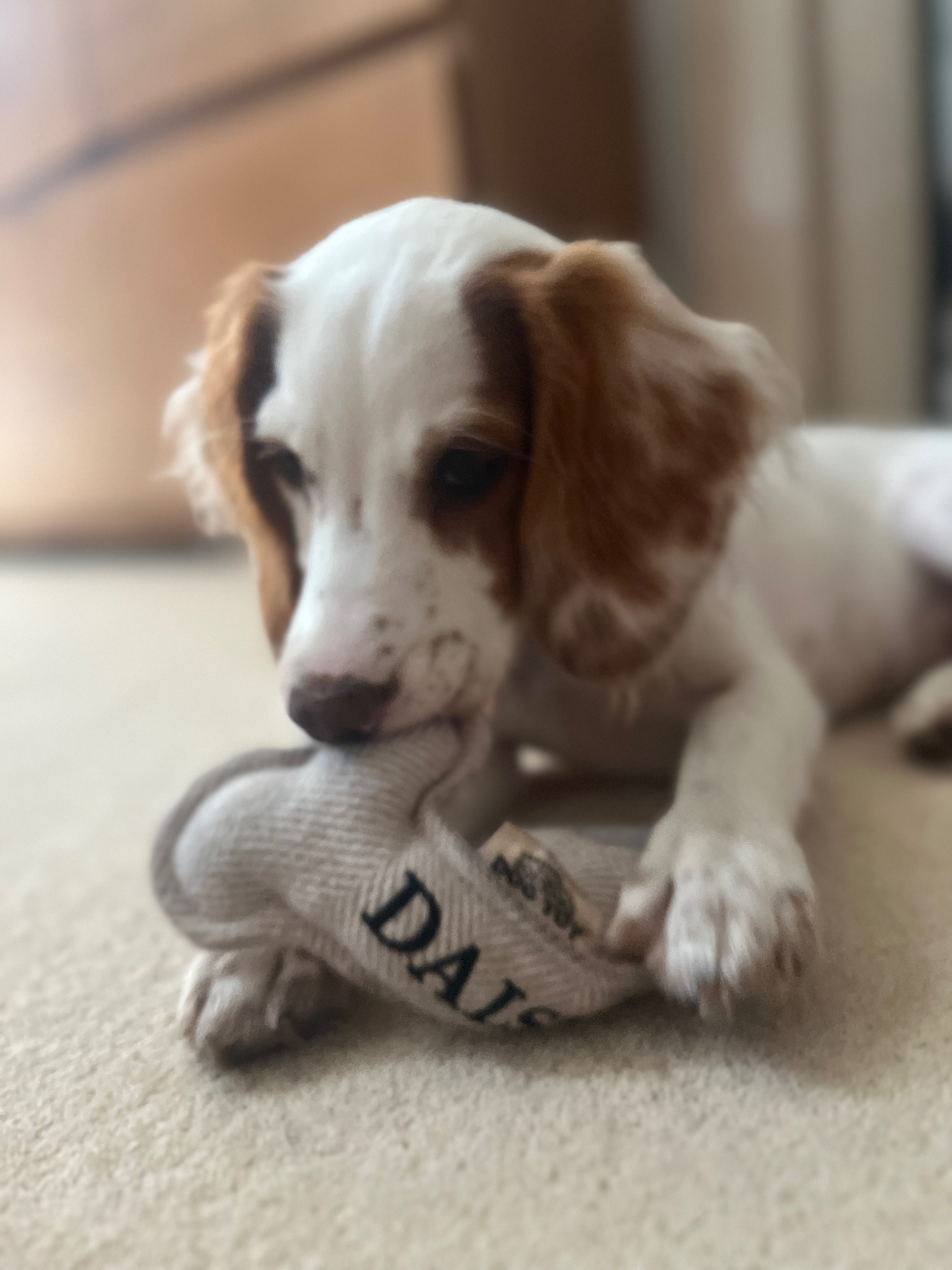 Daisy’s Heart Operation campaign photo, 2 of 8