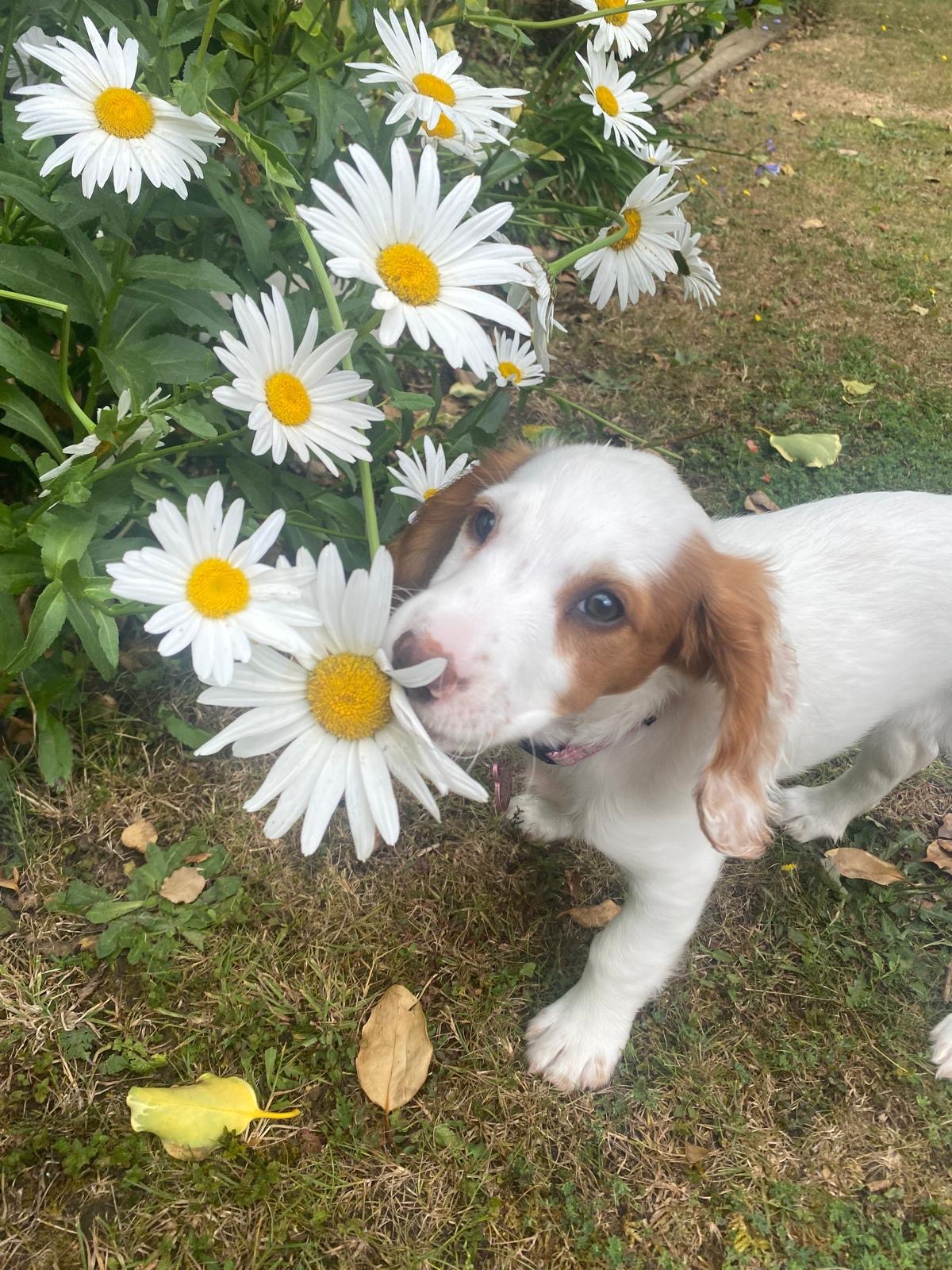 Daisy’s Heart Operation campaign photo, 4 of 8