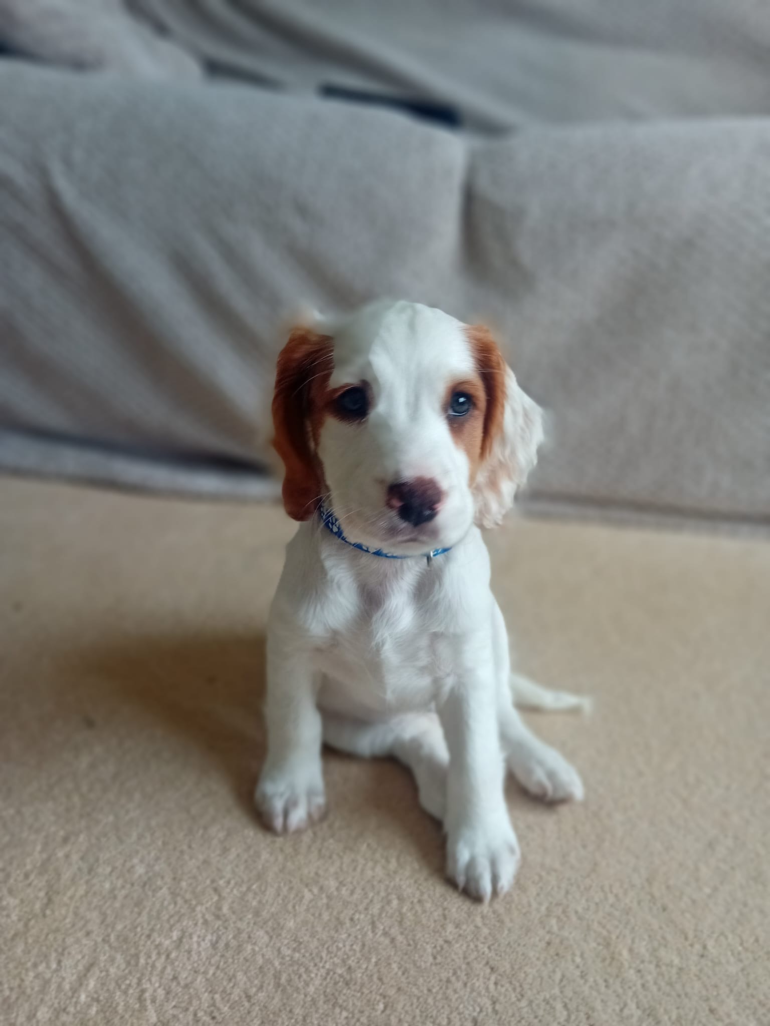Daisy’s Heart Operation campaign photo, 5 of 8