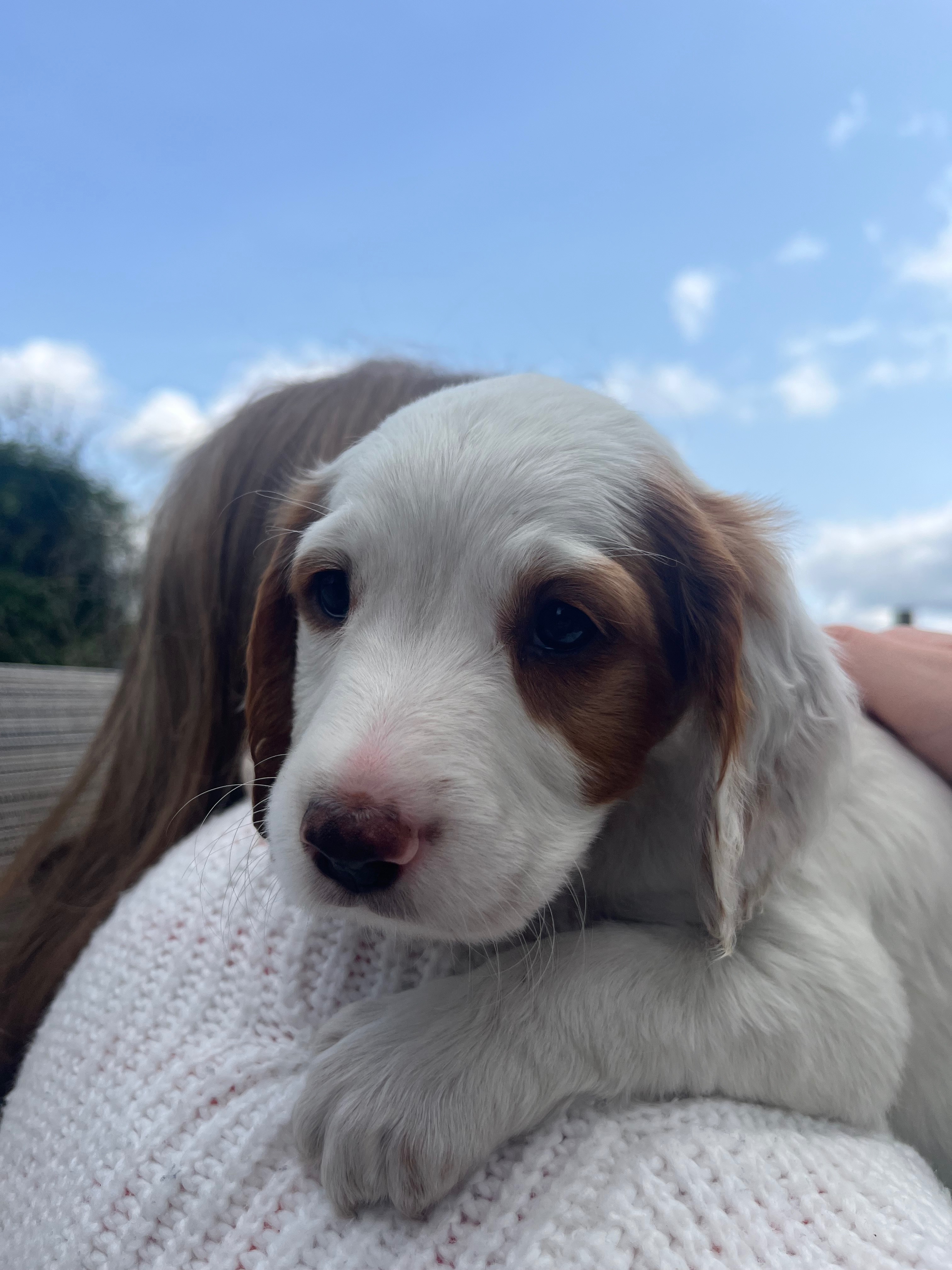 Daisy’s Heart Operation campaign photo, 6 of 8