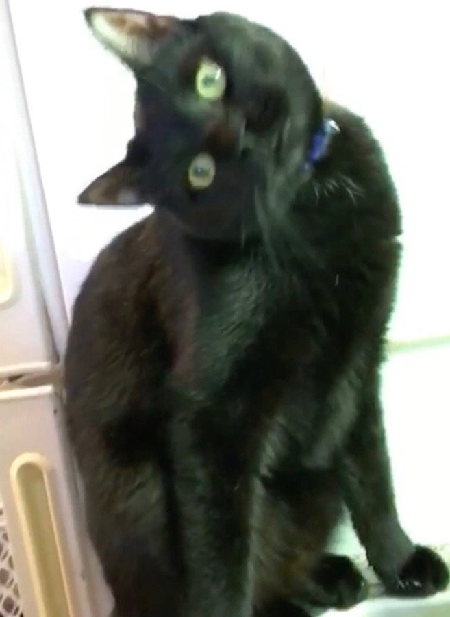 Support Taco's Life-Saving Procedure campaign photo, 7 of 8