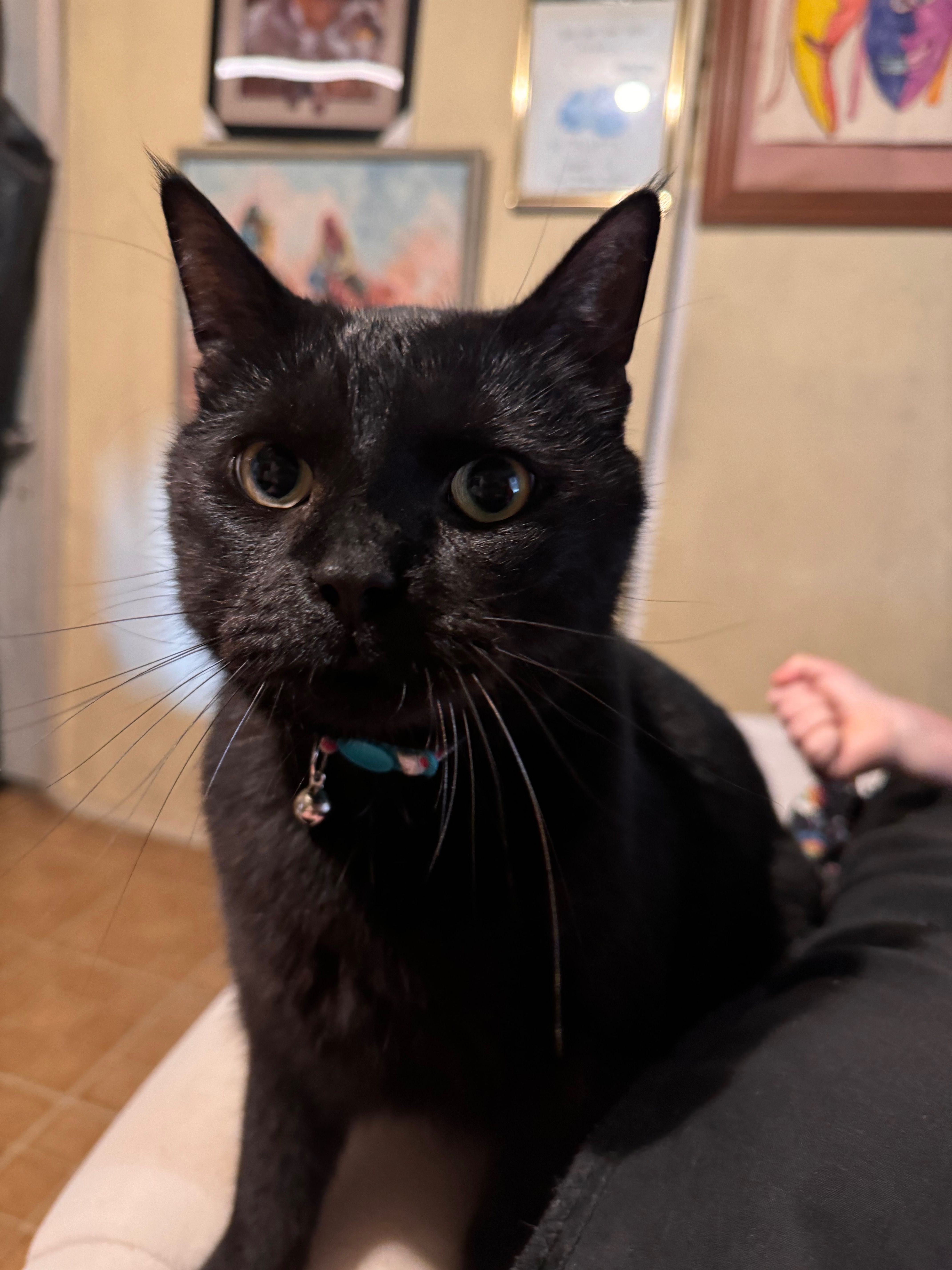 Support Taco's Life-Saving Procedure campaign photo, 2 of 8
