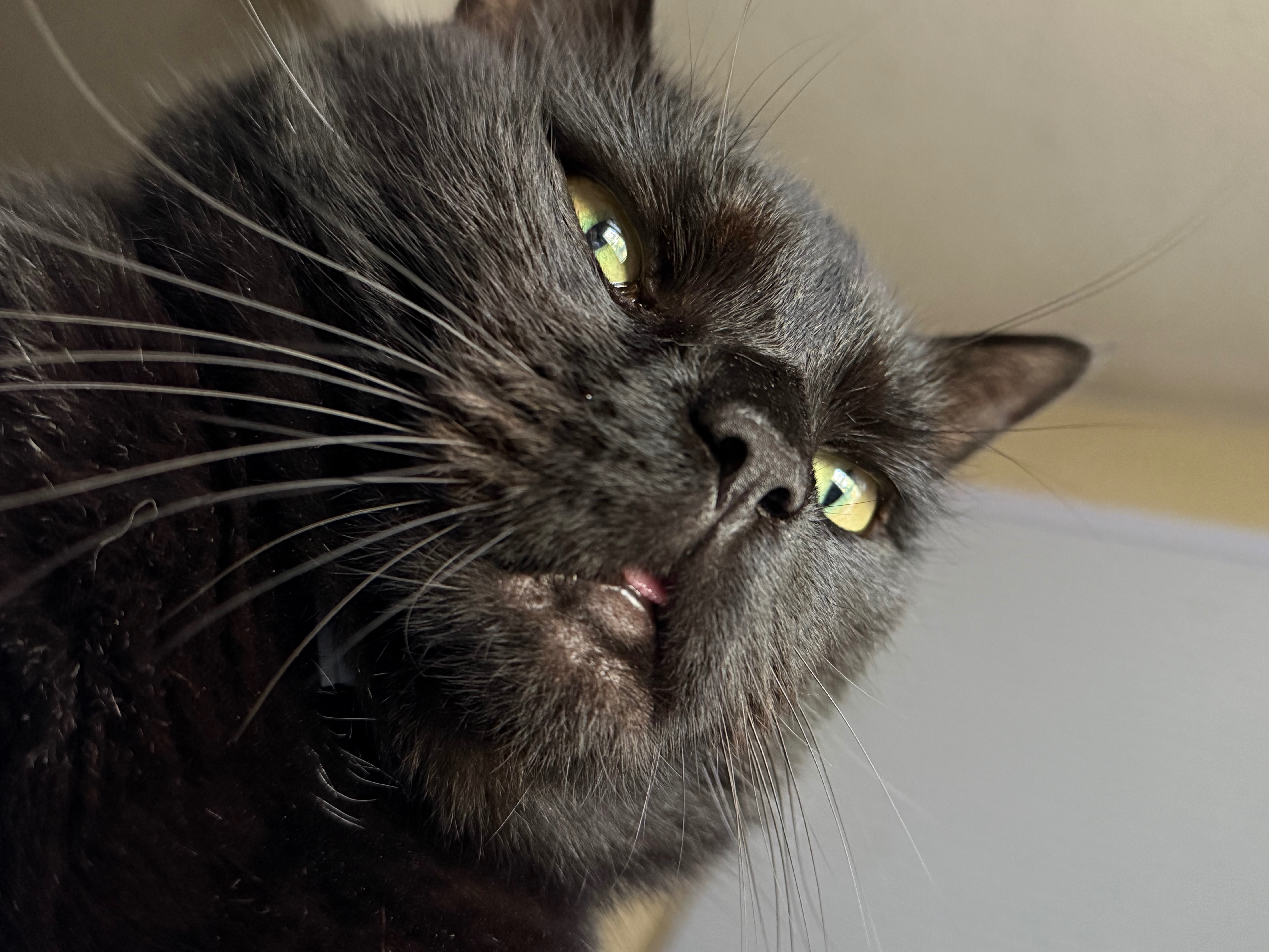 Support Taco's Life-Saving Procedure campaign photo, 4 of 8