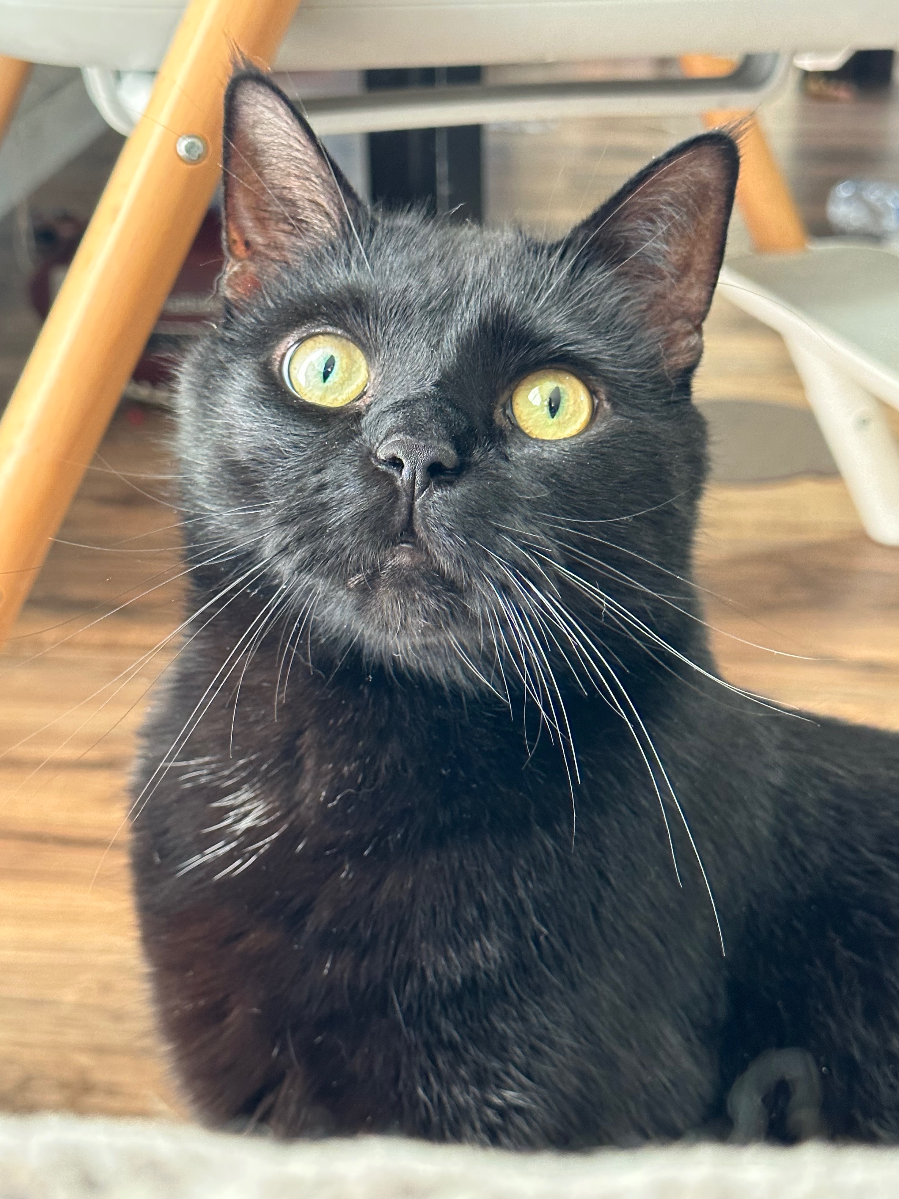 Support Taco's Life-Saving Procedure campaign photo, 5 of 8