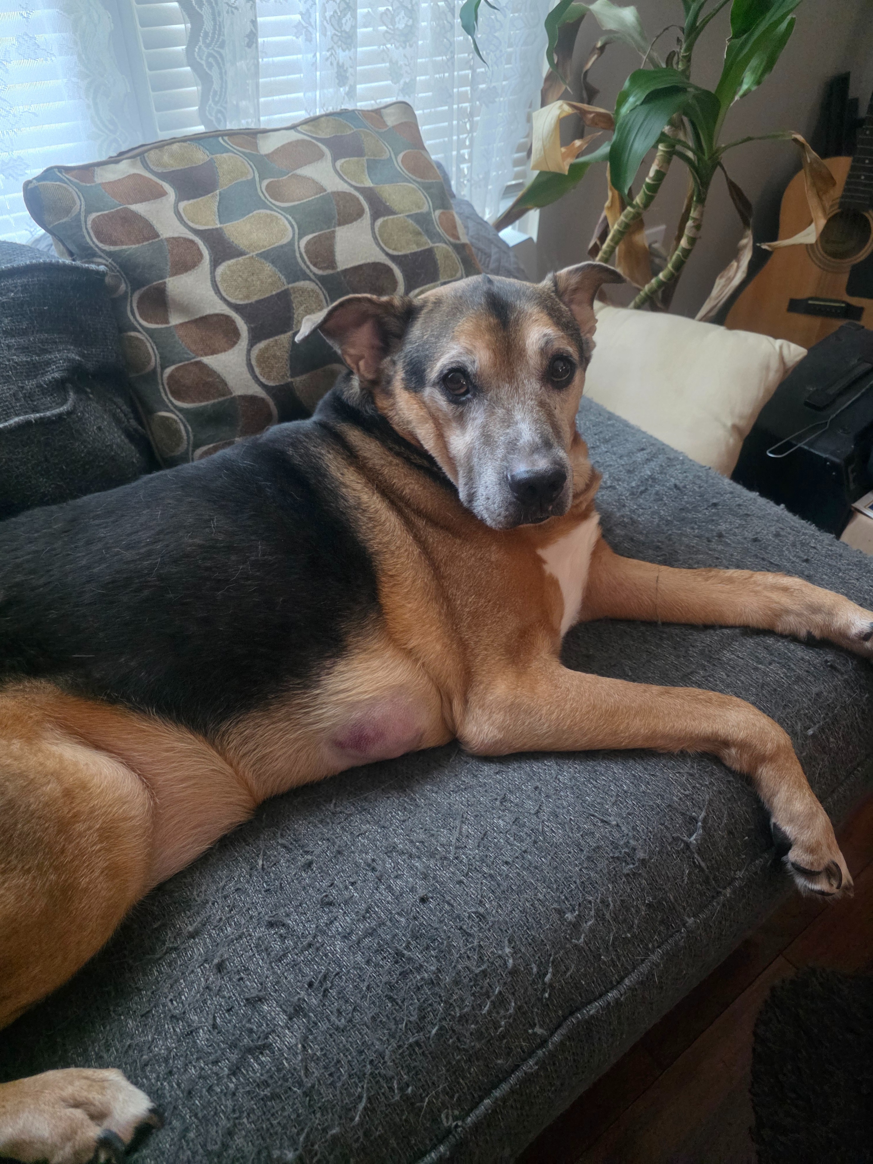 Please help Thor. He's a good boy. campaign photo, 7 of 8