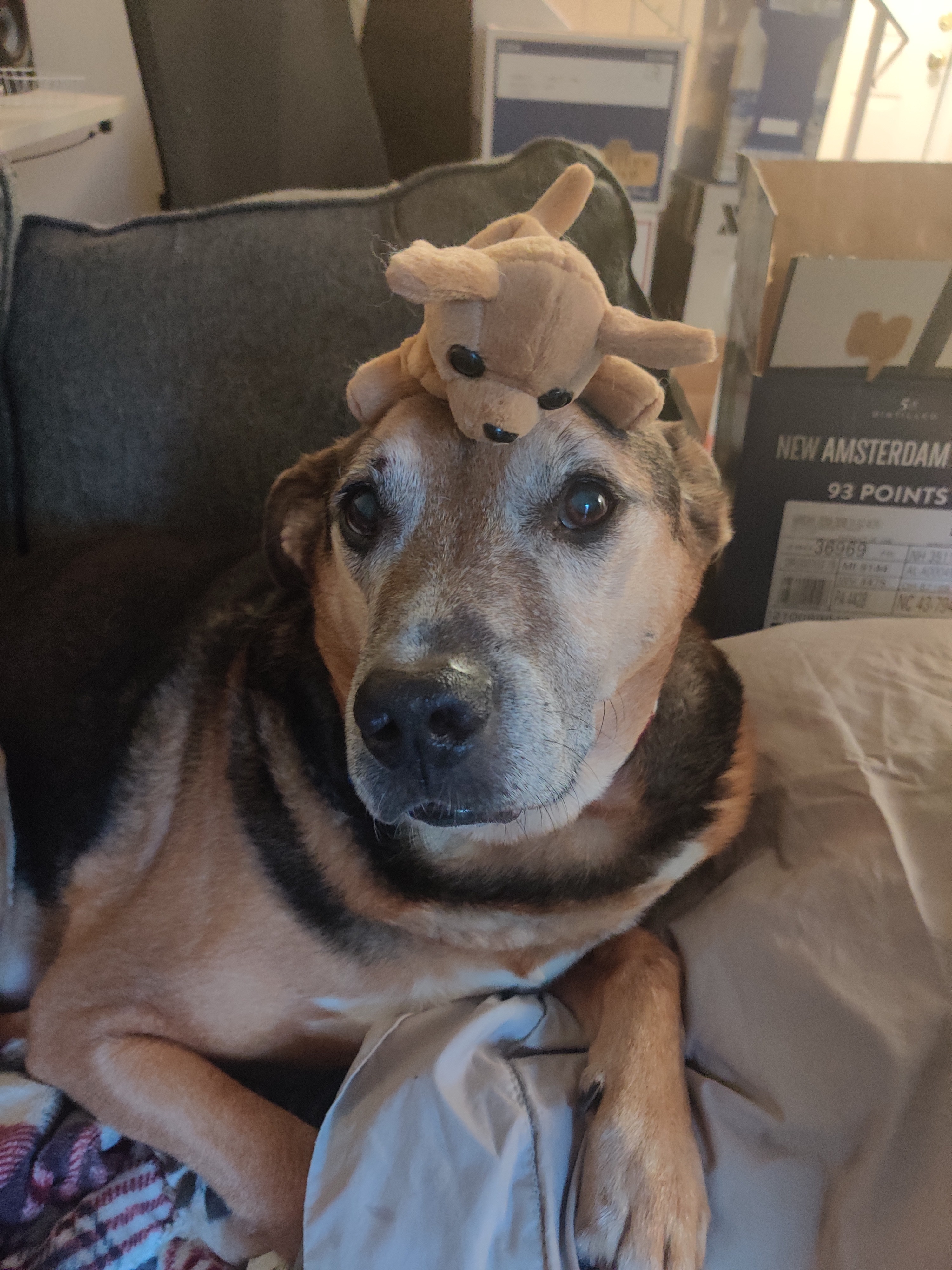 Please help Thor. He's a good boy. campaign photo, 2 of 8