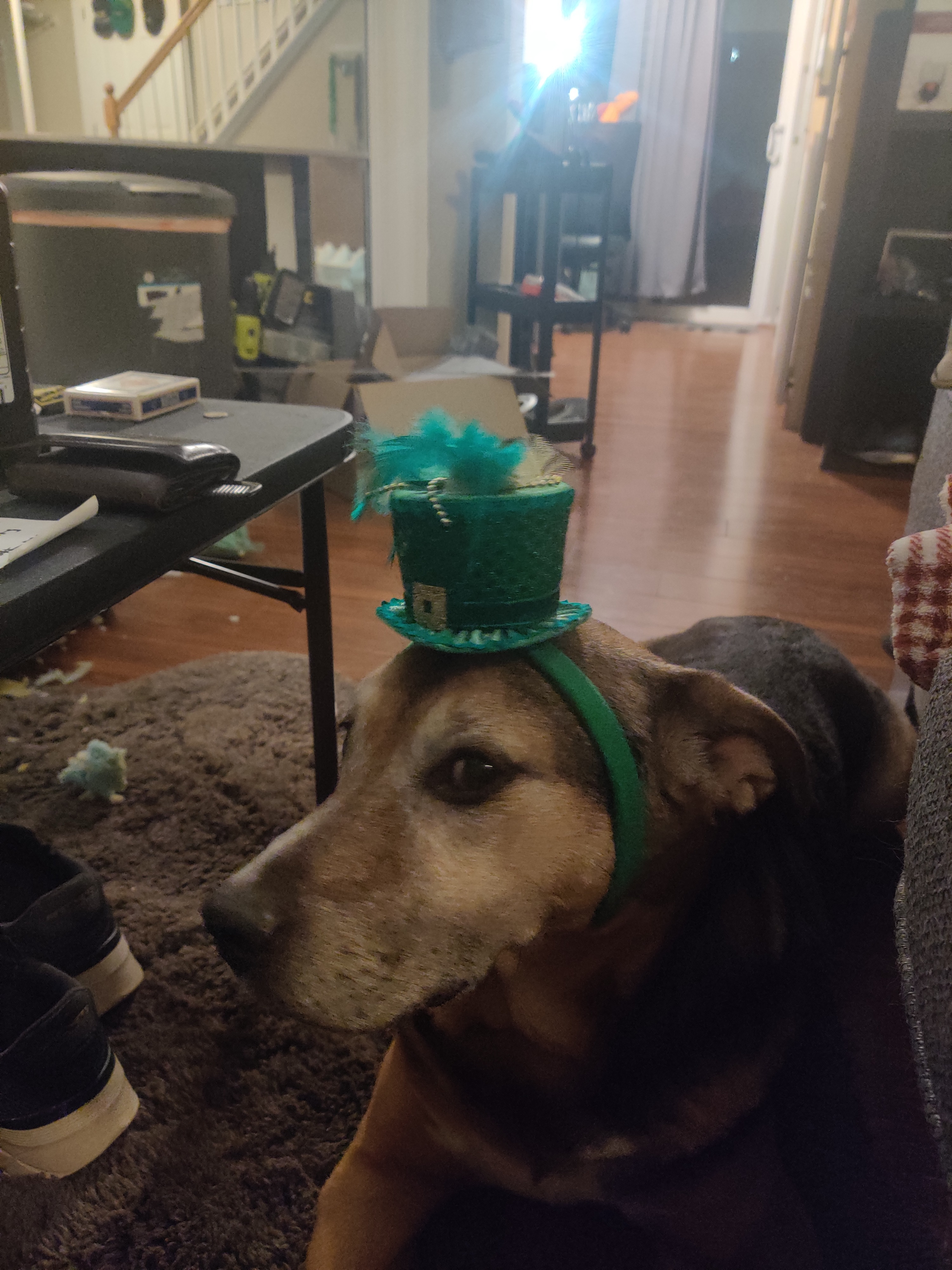 Please help Thor. He's a good boy. campaign photo, 4 of 8