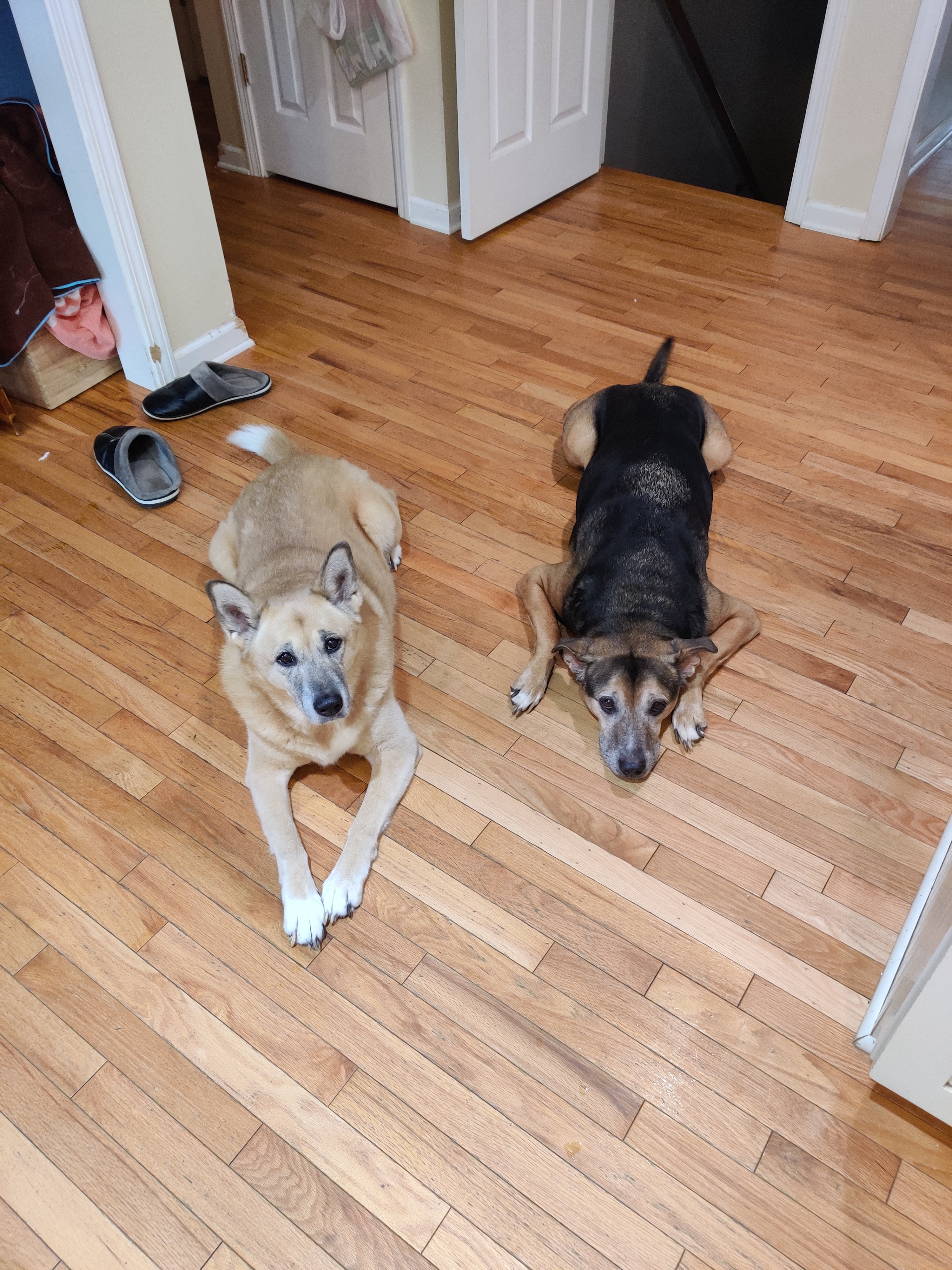 Please help Thor. He's a good boy. campaign photo, 5 of 8