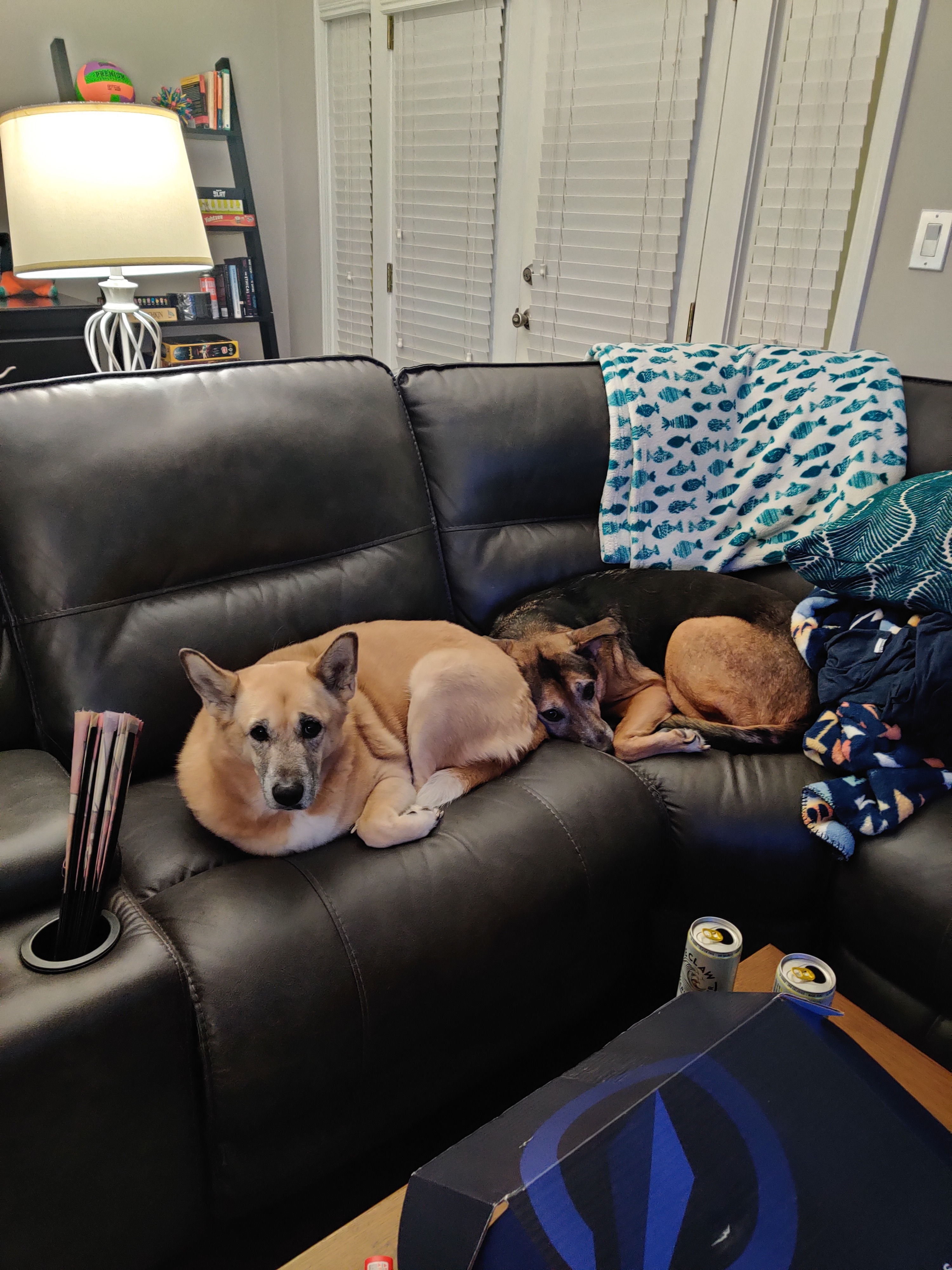 Please help Thor. He's a good boy. campaign photo, 6 of 8