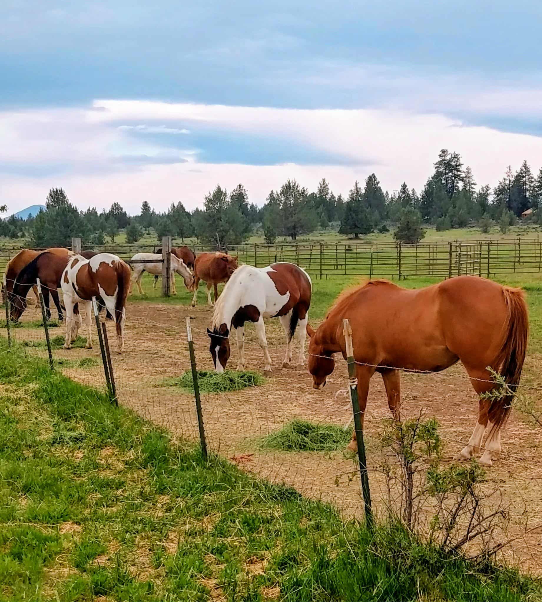 Help Jeffery Mcniel Defend His Livestock Rights campaign photo, 2 of 4