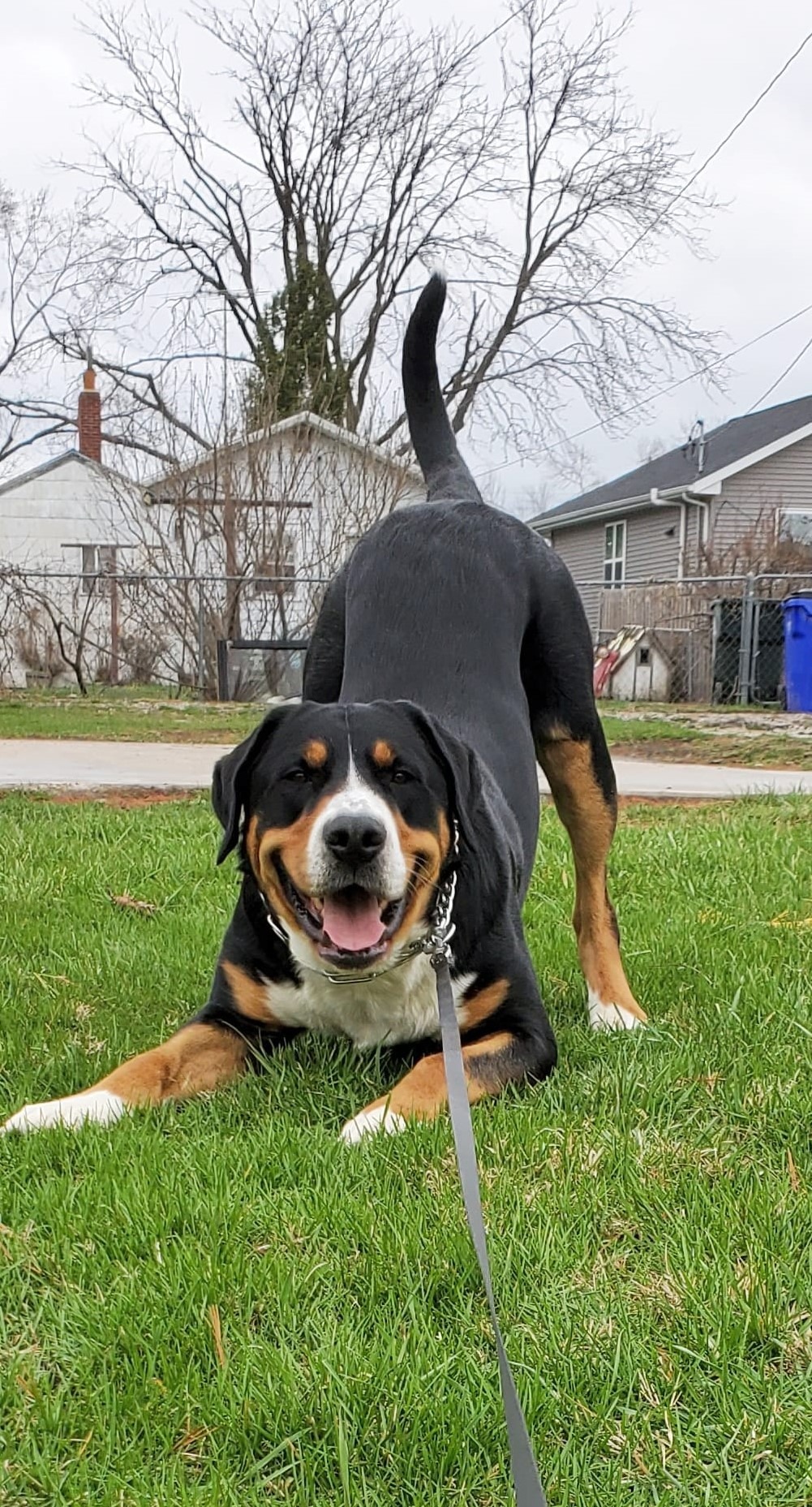 Support Winston's lifesaving care and treatment campaign photo, 7 of 8