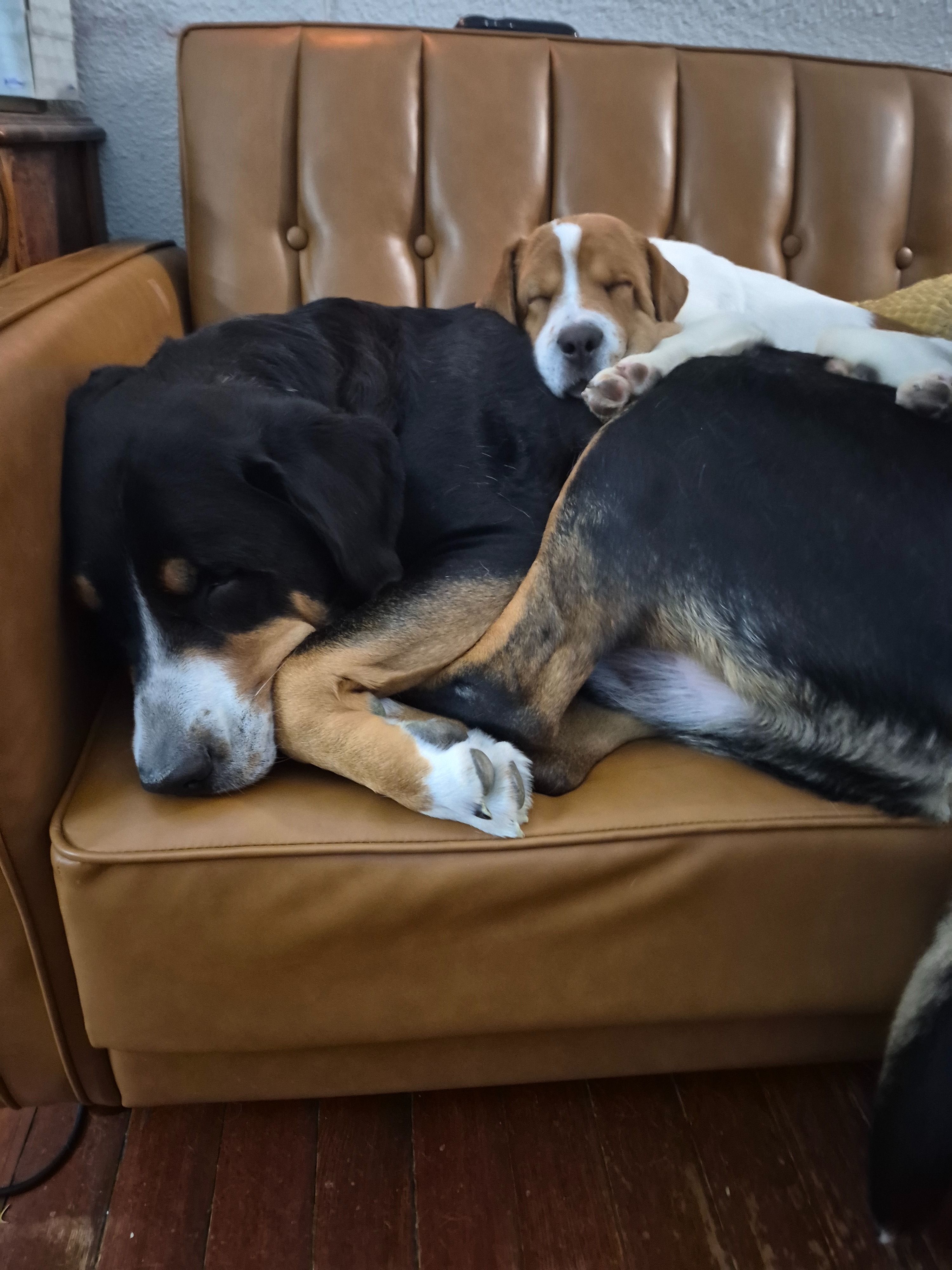 Support Winston's lifesaving care and treatment campaign photo, 2 of 8