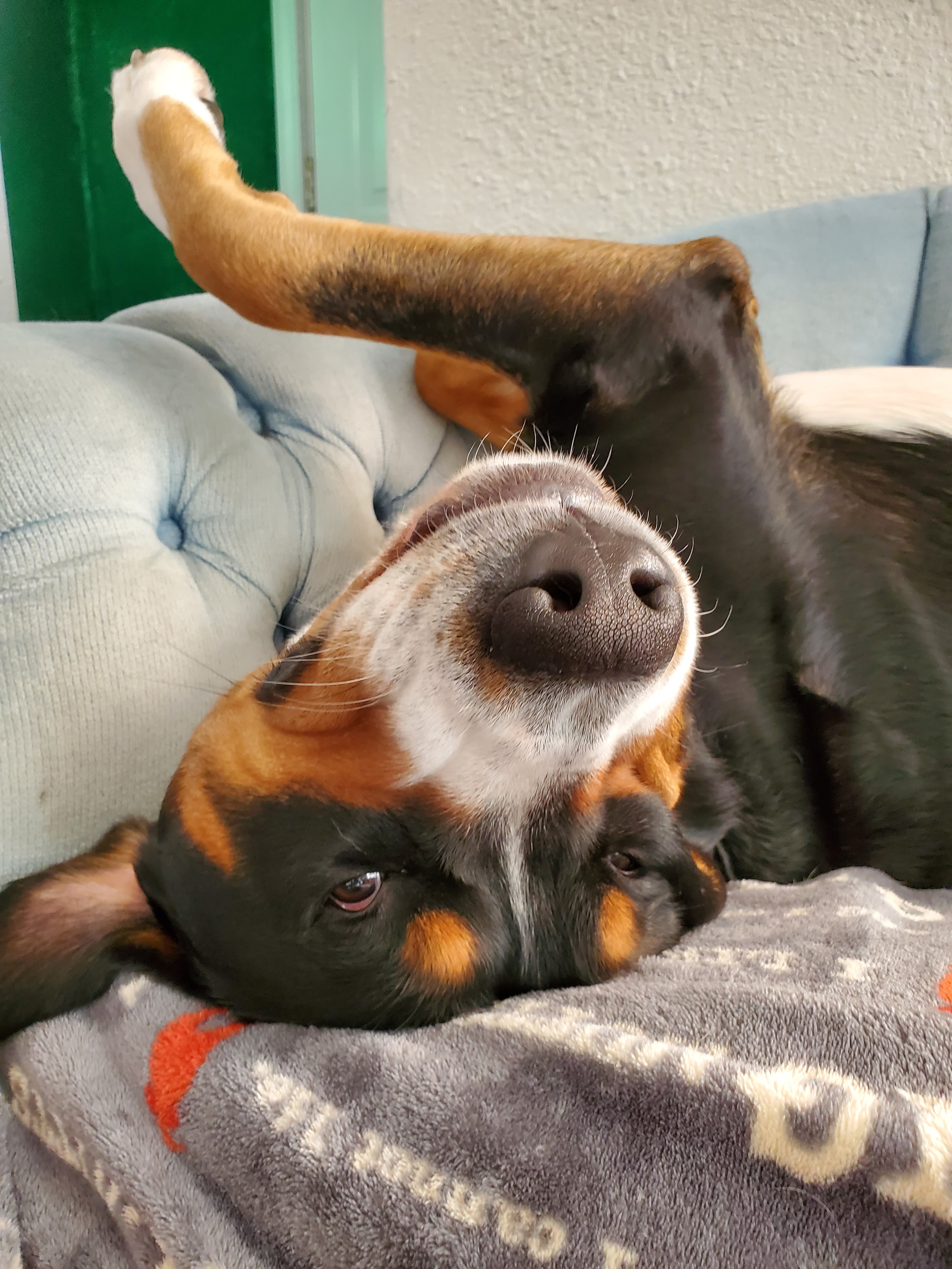 Support Winston's lifesaving care and treatment campaign photo, 4 of 8