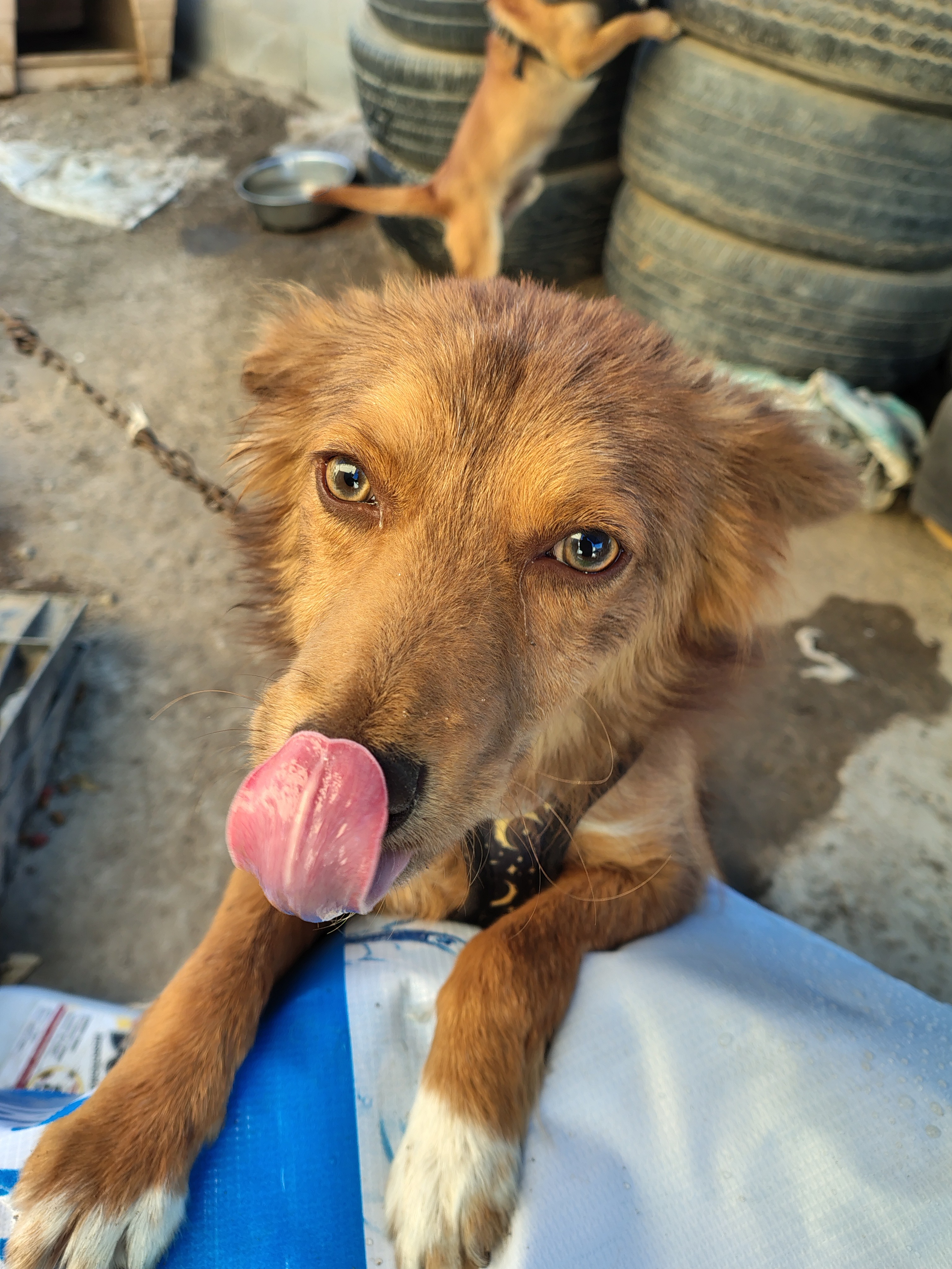 Ayudar a una buena madre y a nuestras mascotas campaign photo, 2 of 7