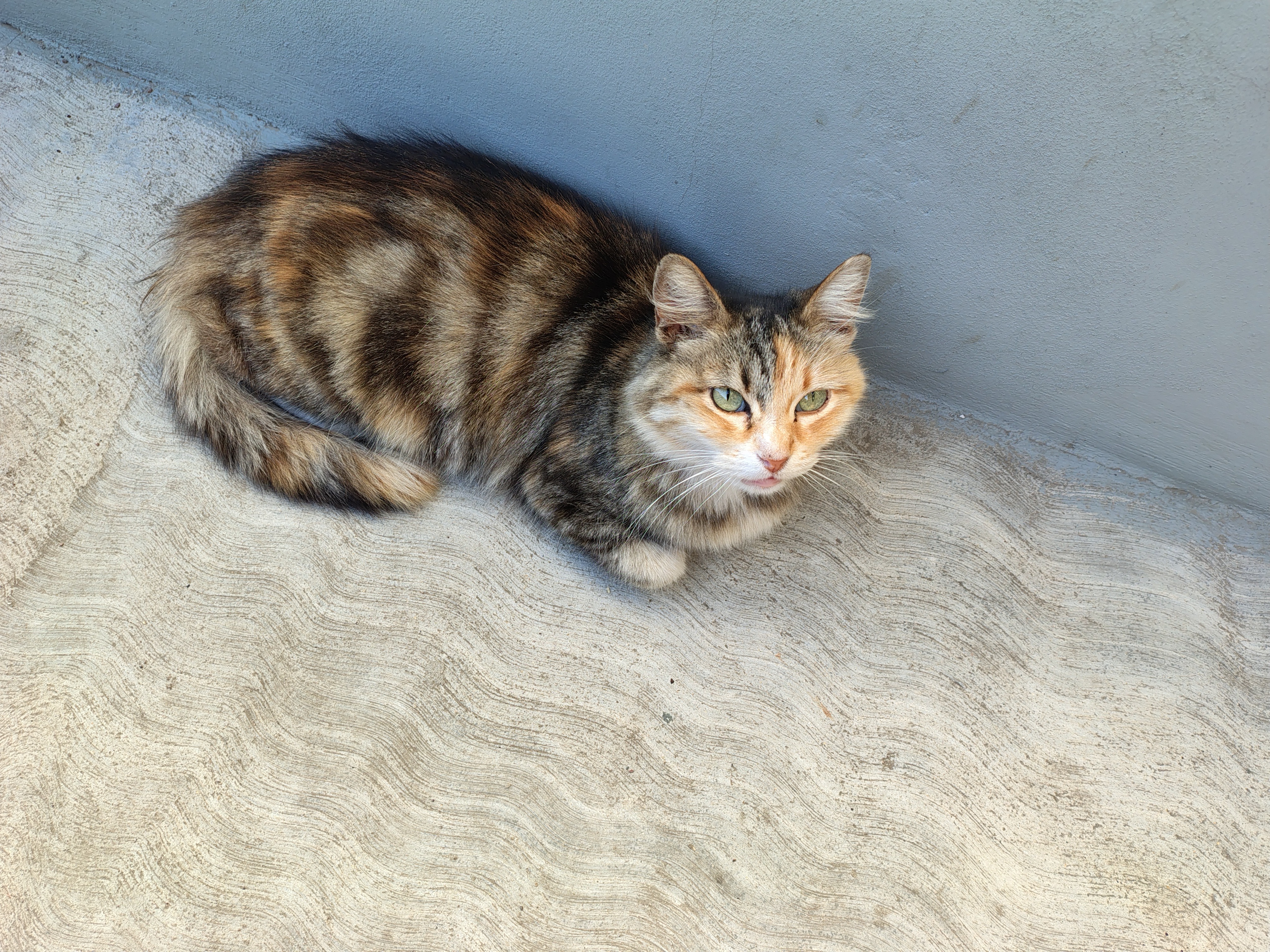 Ayudar a una buena madre y a nuestras mascotas campaign photo, 5 of 7