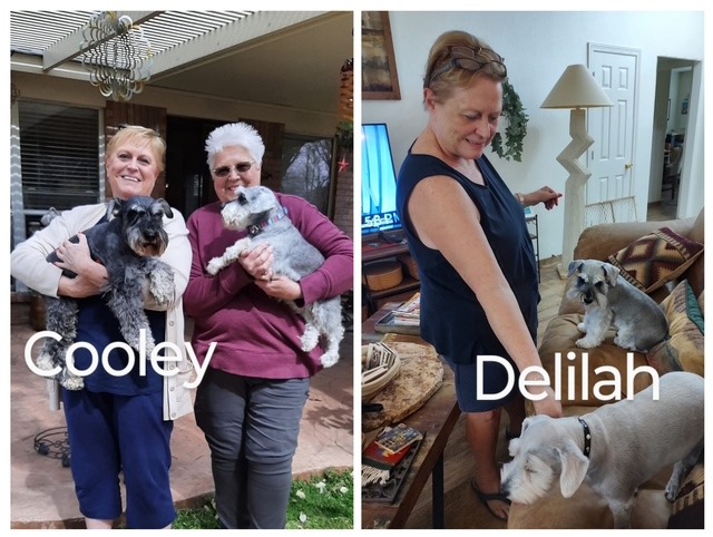 Support Sandy, A Lifeline for Rescued Dogs campaign photo, 7 of 8