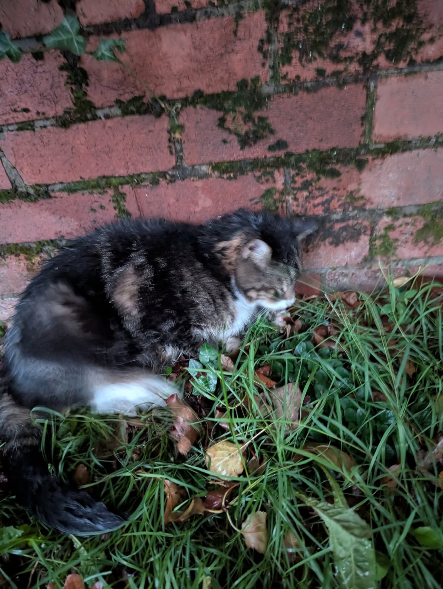 Riley the cat campaign photo, 2 of 3