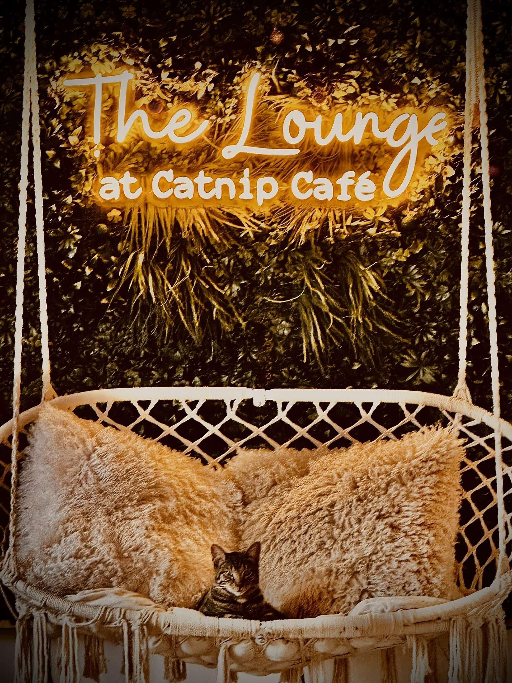 Catnip Caravan - Mobile Adoption Lounge campaign photo, 4 of 5