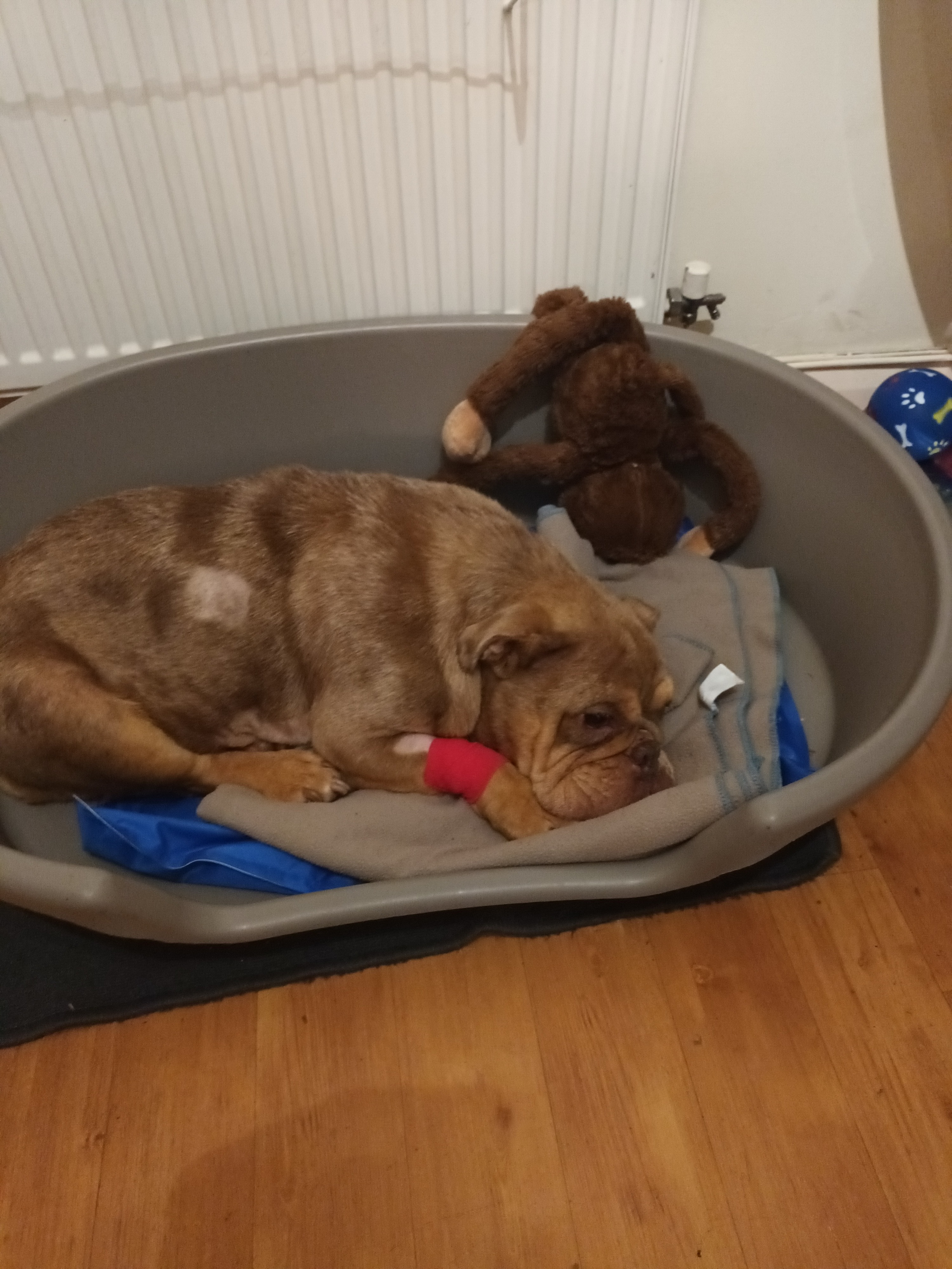 Our poor little doggie messie nessie campaign photo, 7 of 8
