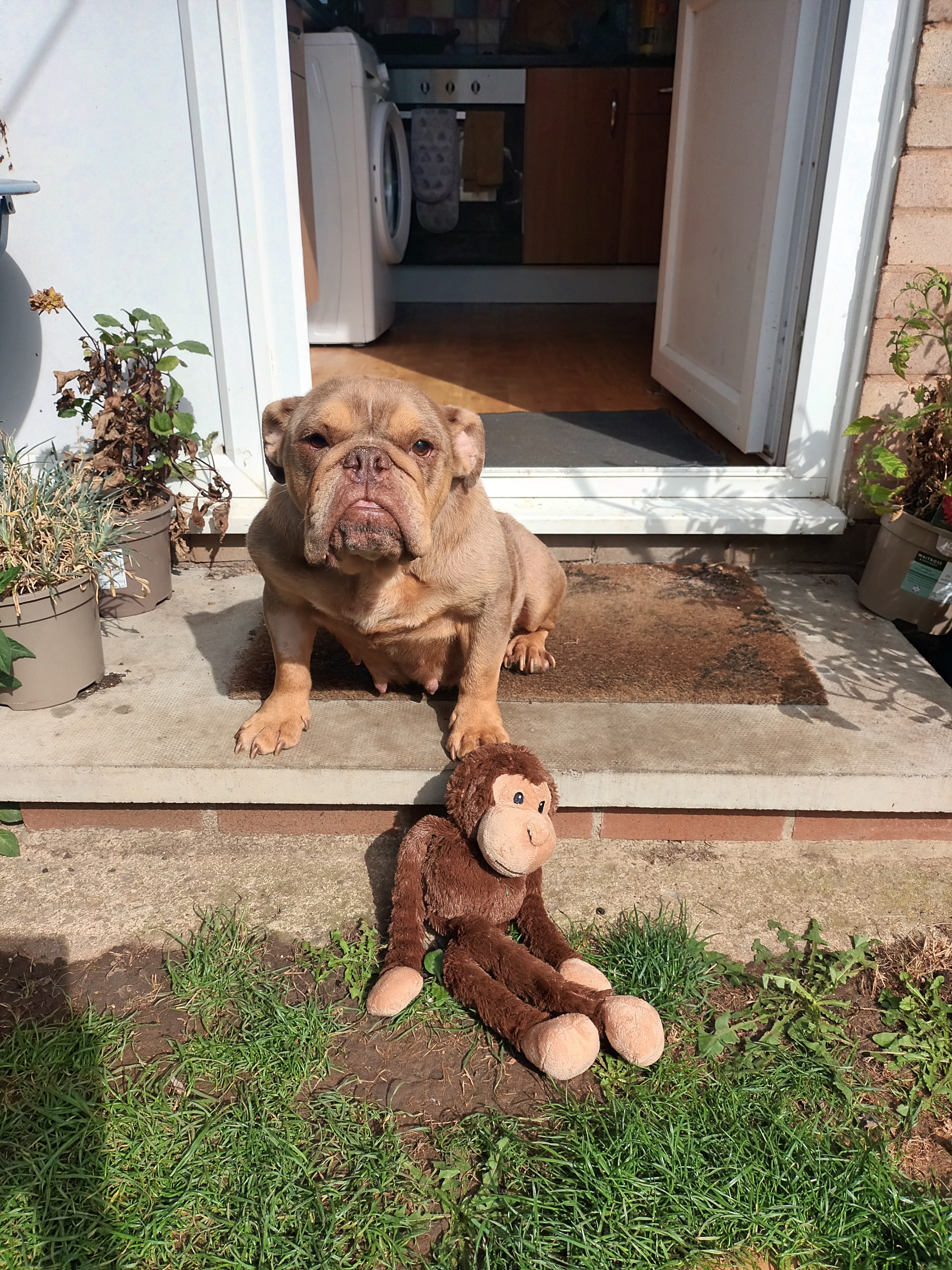Our poor little doggie messie nessie campaign photo, 4 of 8