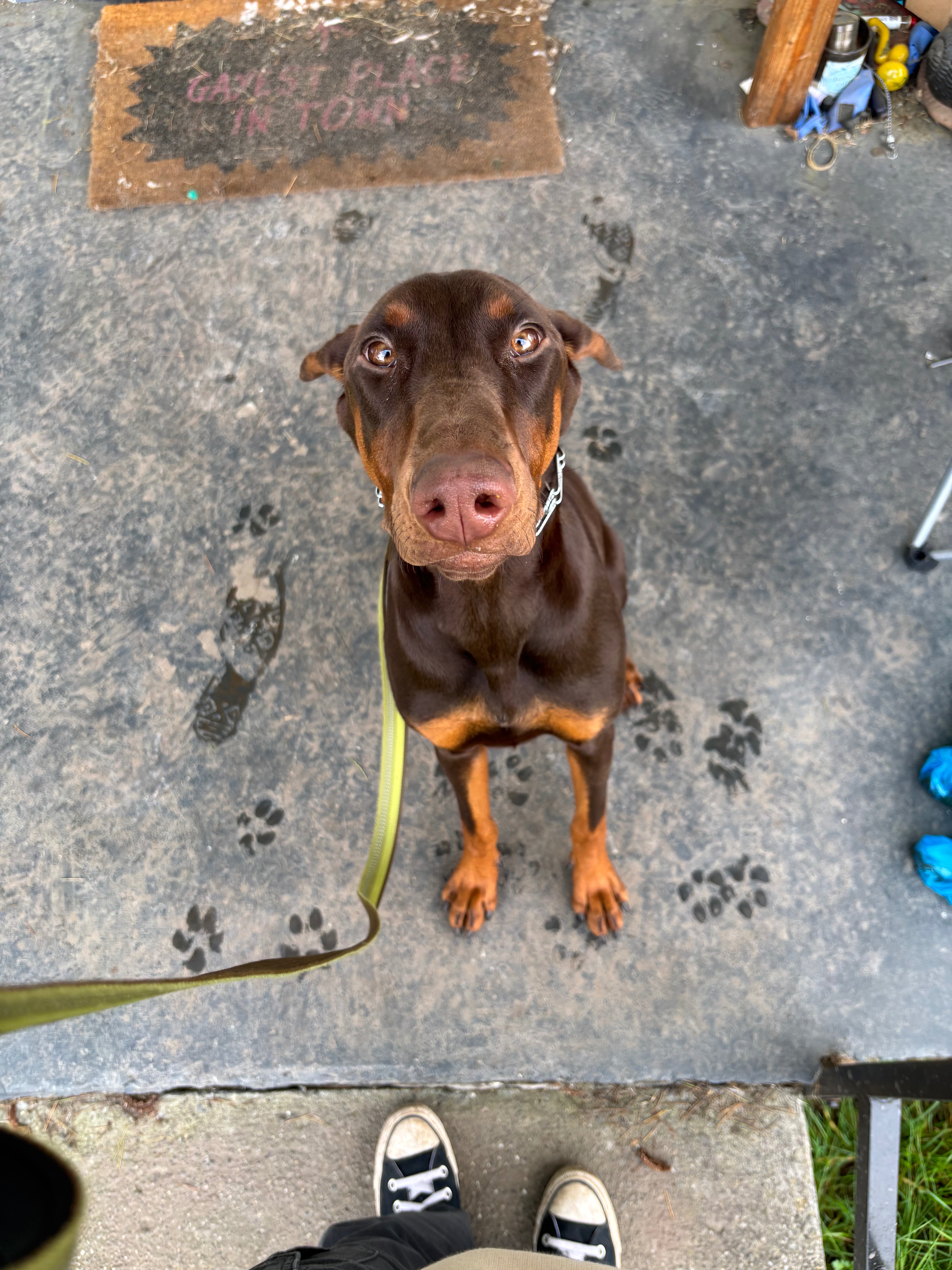 Lily’s Emergency Vet Bill campaign photo, 7 of 8