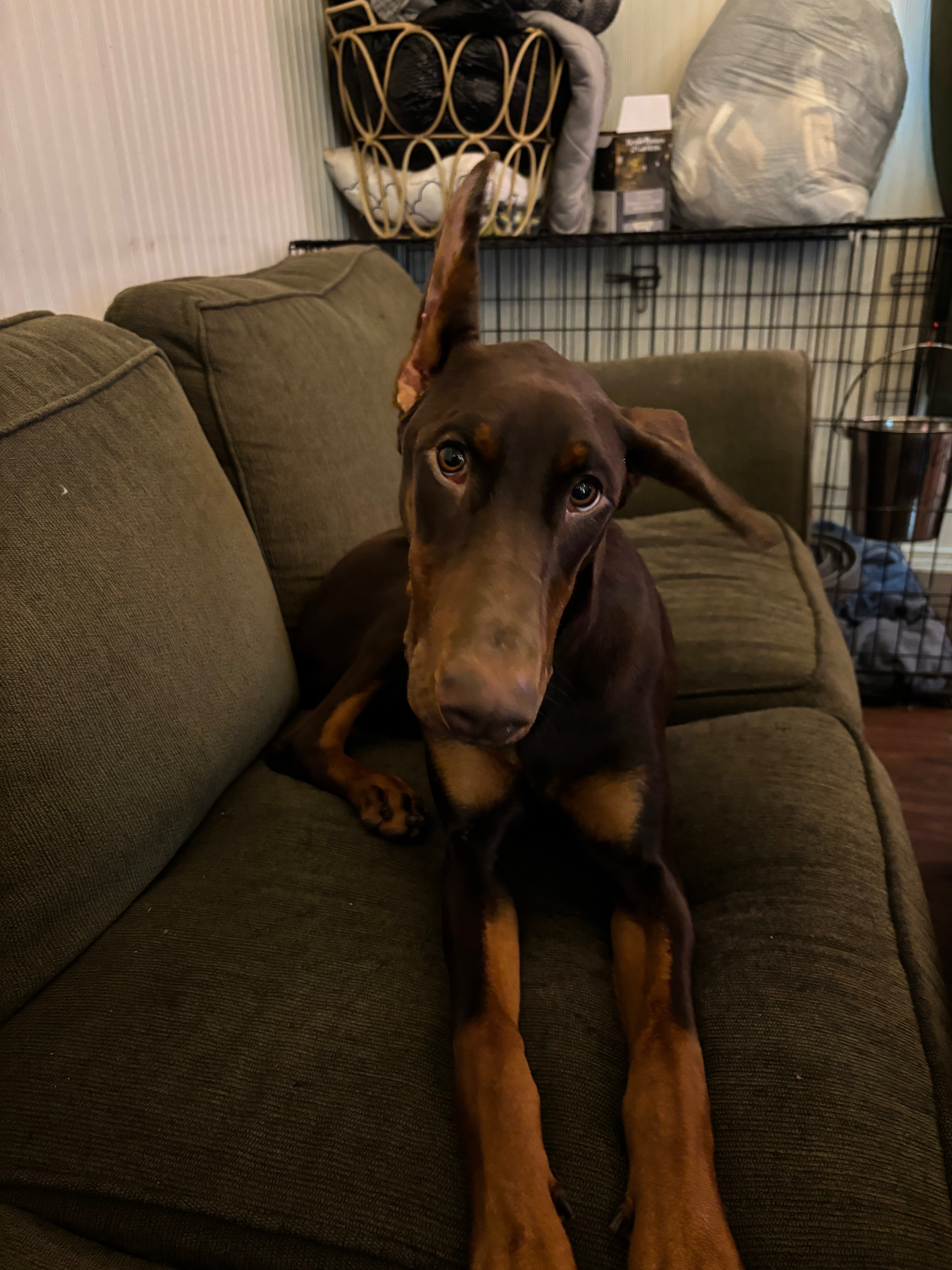 Lily’s Emergency Vet Bill campaign photo, 2 of 8
