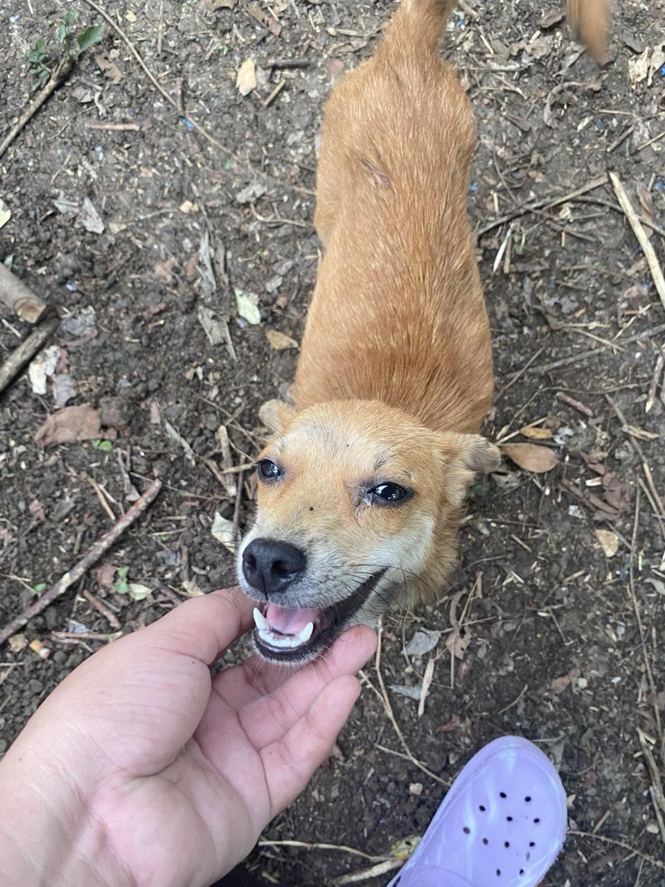 Help Stray Matters Recover from Typhoon Opong! campaign photo, 5 of 6