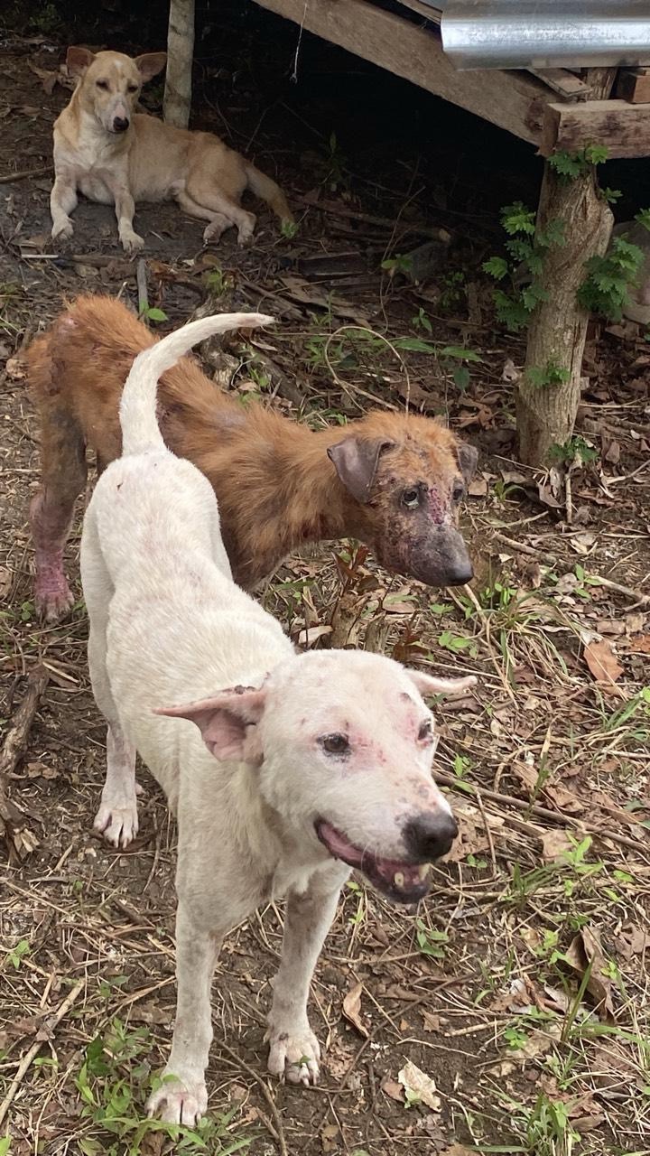 Help Stray Matters Recover from Typhoon Opong! campaign photo, 2 of 6