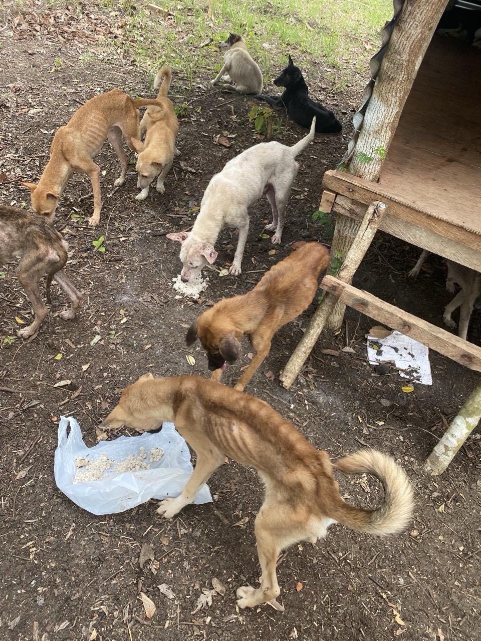 Help Stray Matters Recover from Typhoon Opong! campaign photo, 4 of 6