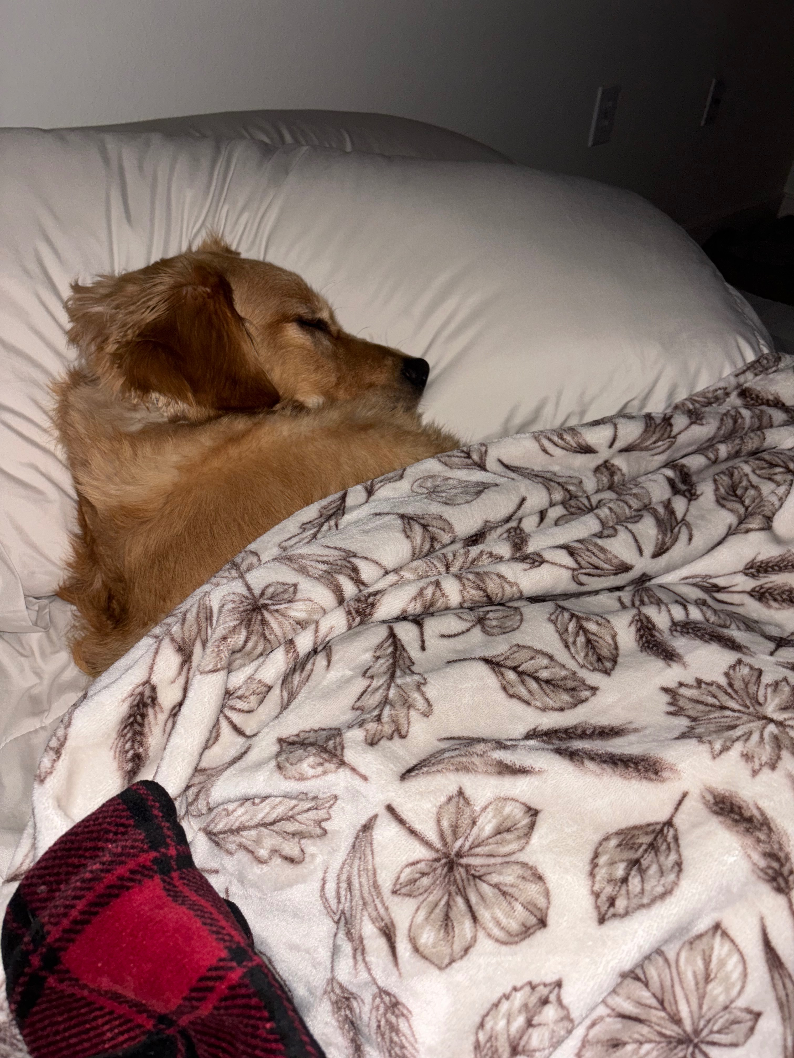 Help Moose get femoral head and neck surgery campaign photo, 2 of 7