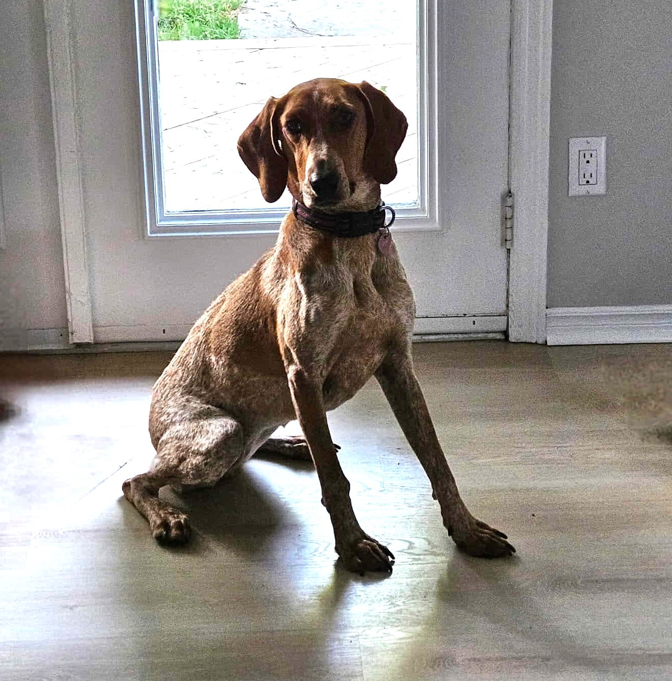 Gentle Jake’s friends, we need you now! Please donate! campaign photo, 2 of 8