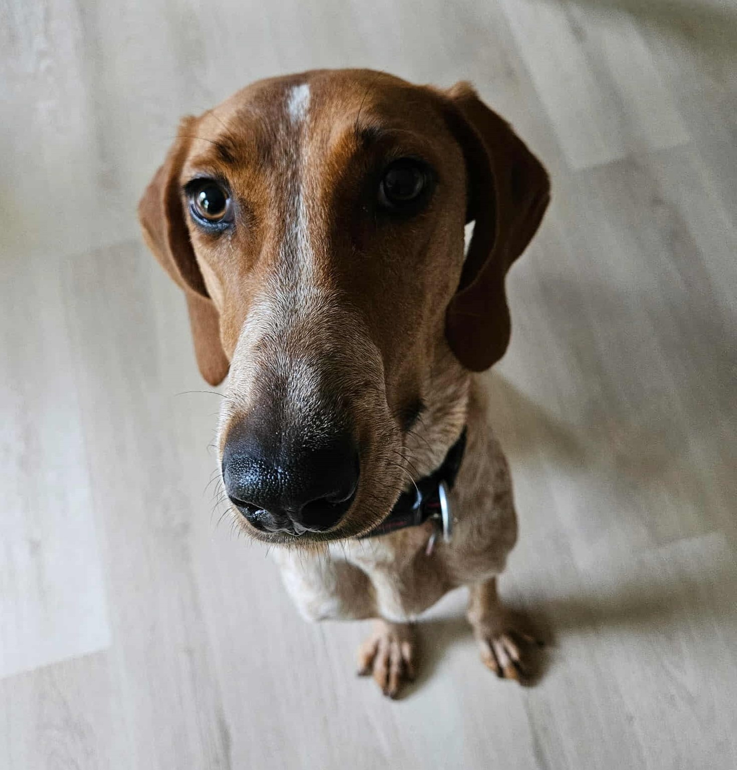 Gentle Jake’s friends, we need you now! Please donate! campaign photo, 7 of 8