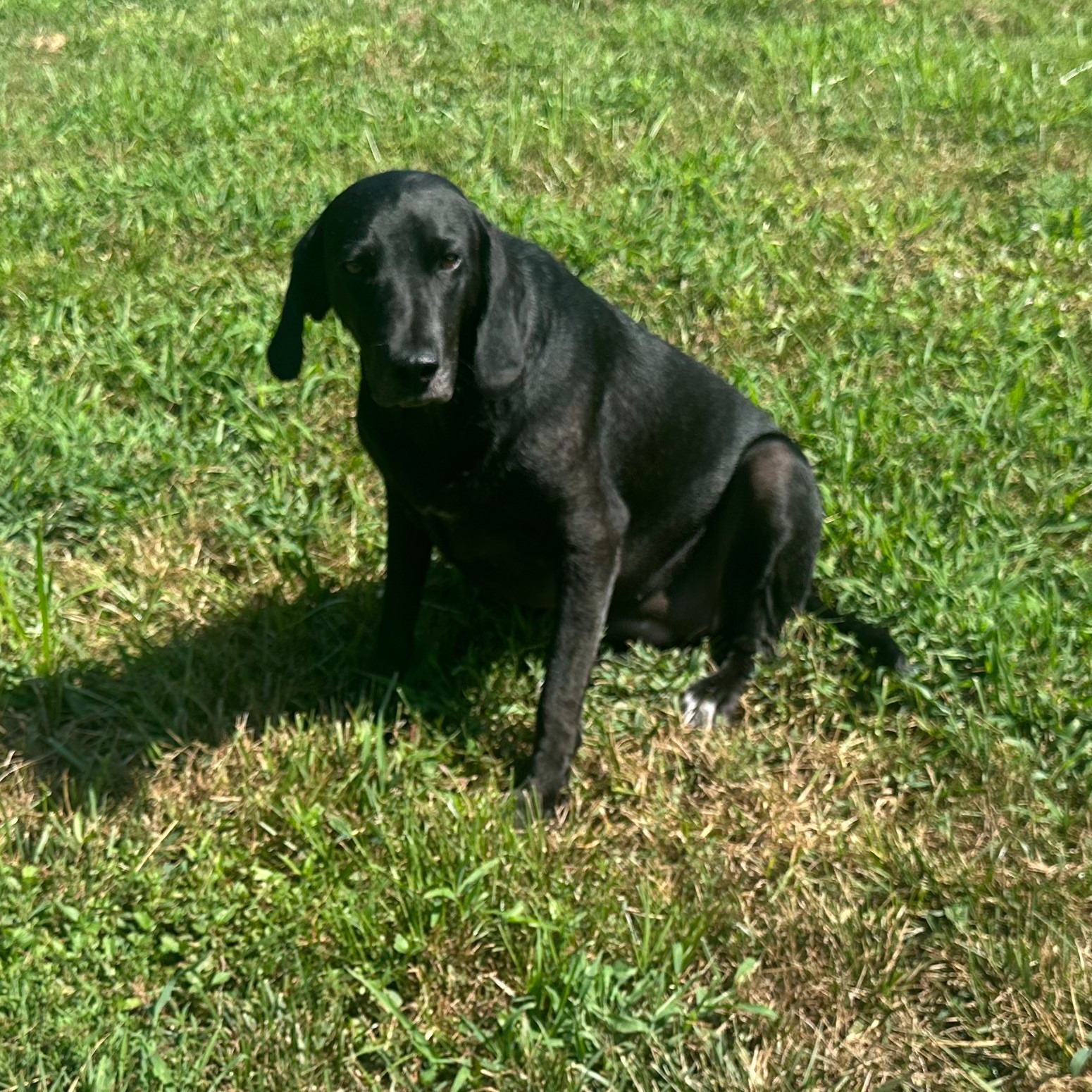 Gentle Jake’s friends, we need you now! Please donate! campaign photo, 5 of 8