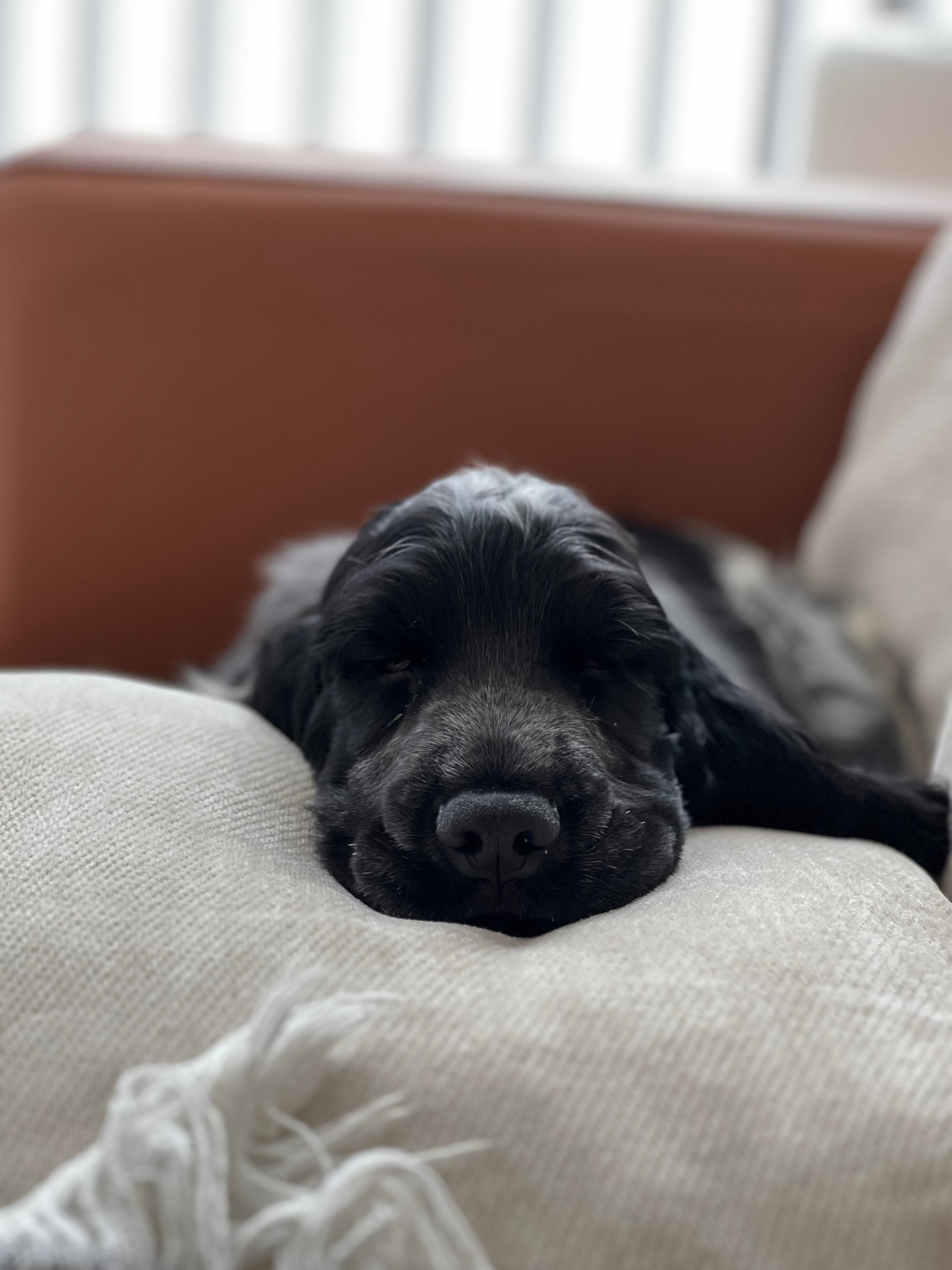 Help Baby Ollie Beat Parvo campaign photo, 7 of 8