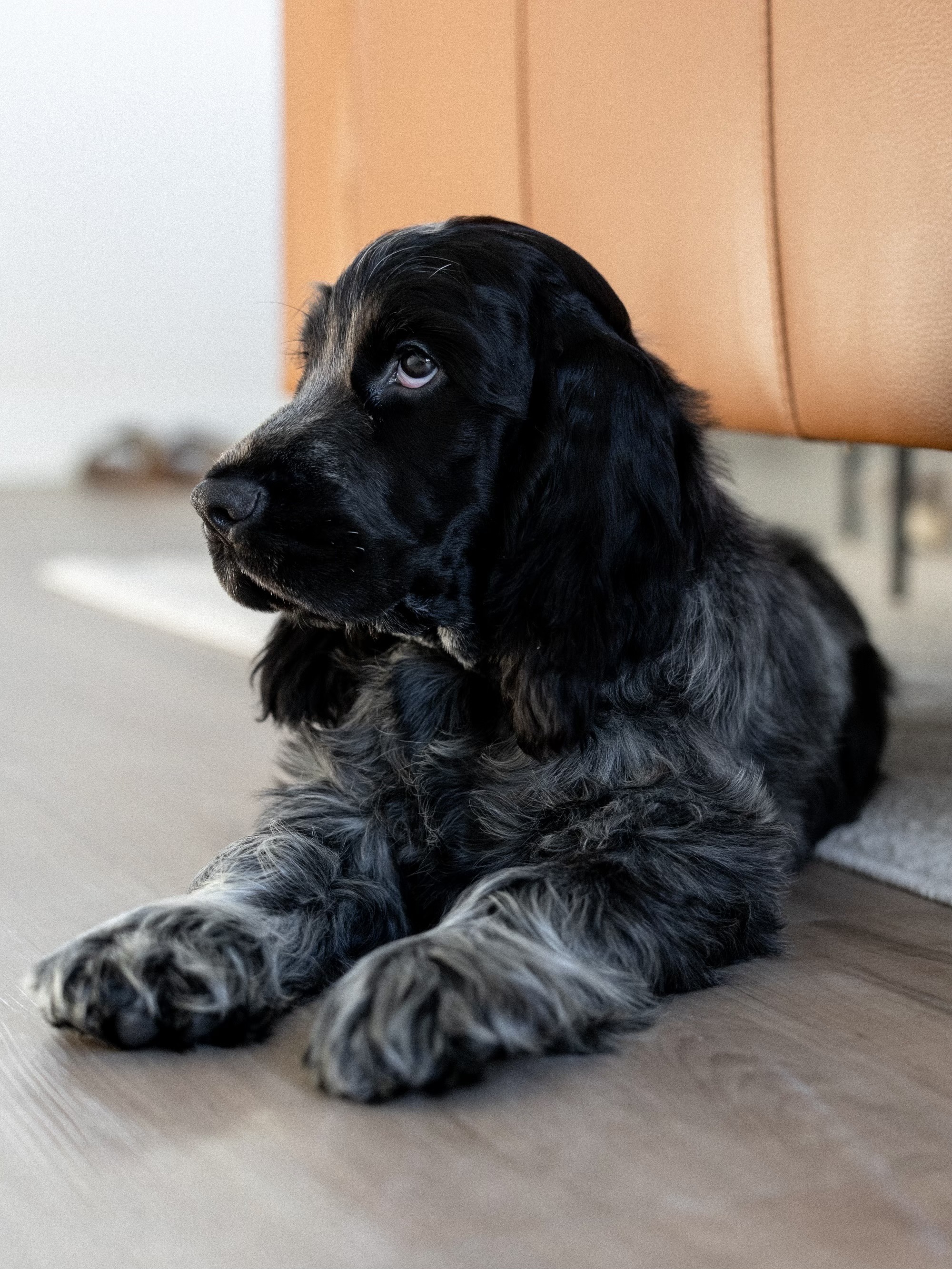 Help Baby Ollie Beat Parvo campaign photo, 2 of 8