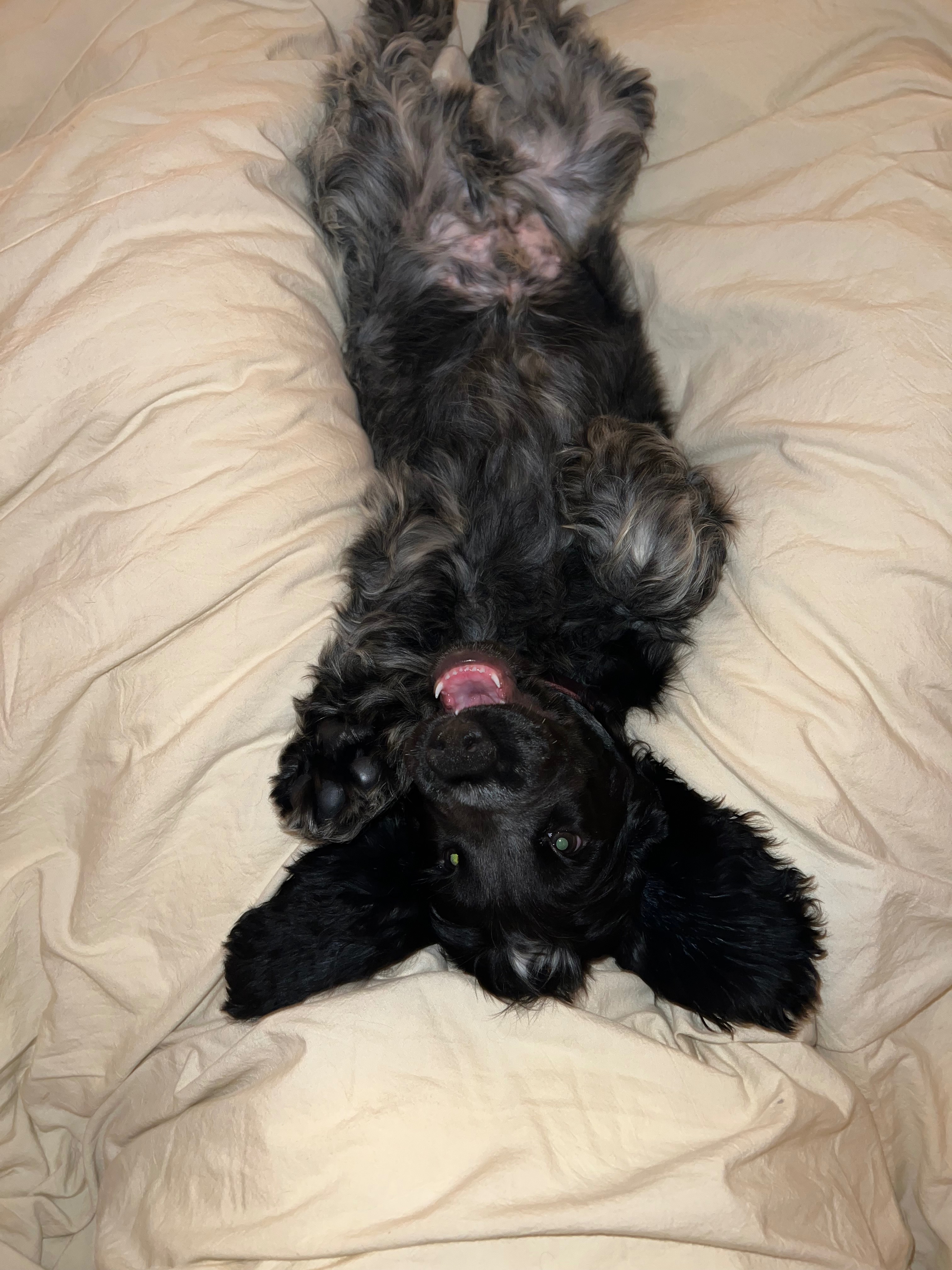 Help Baby Ollie Beat Parvo campaign photo, 4 of 8