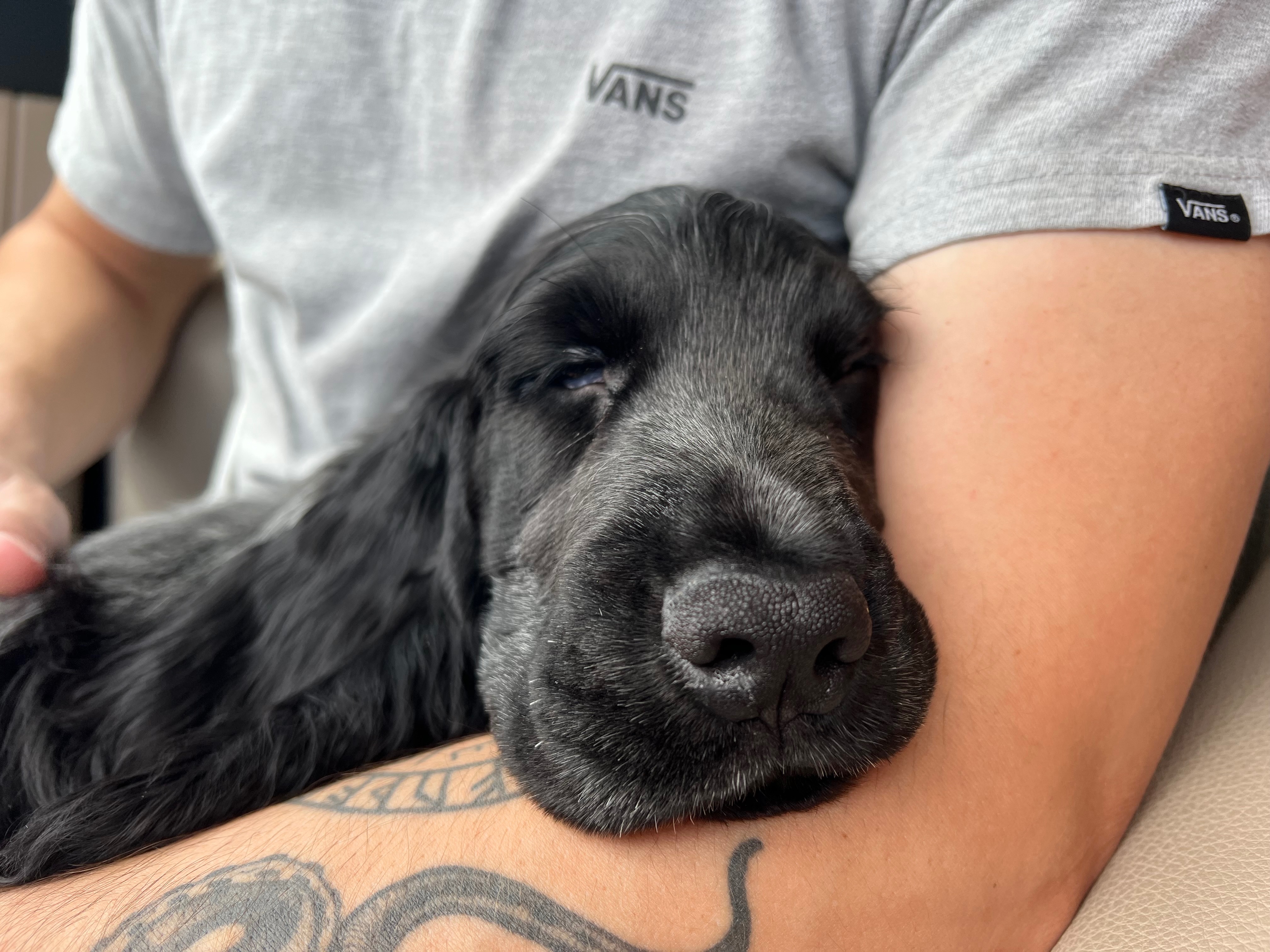 Help Baby Ollie Beat Parvo campaign photo, 6 of 8