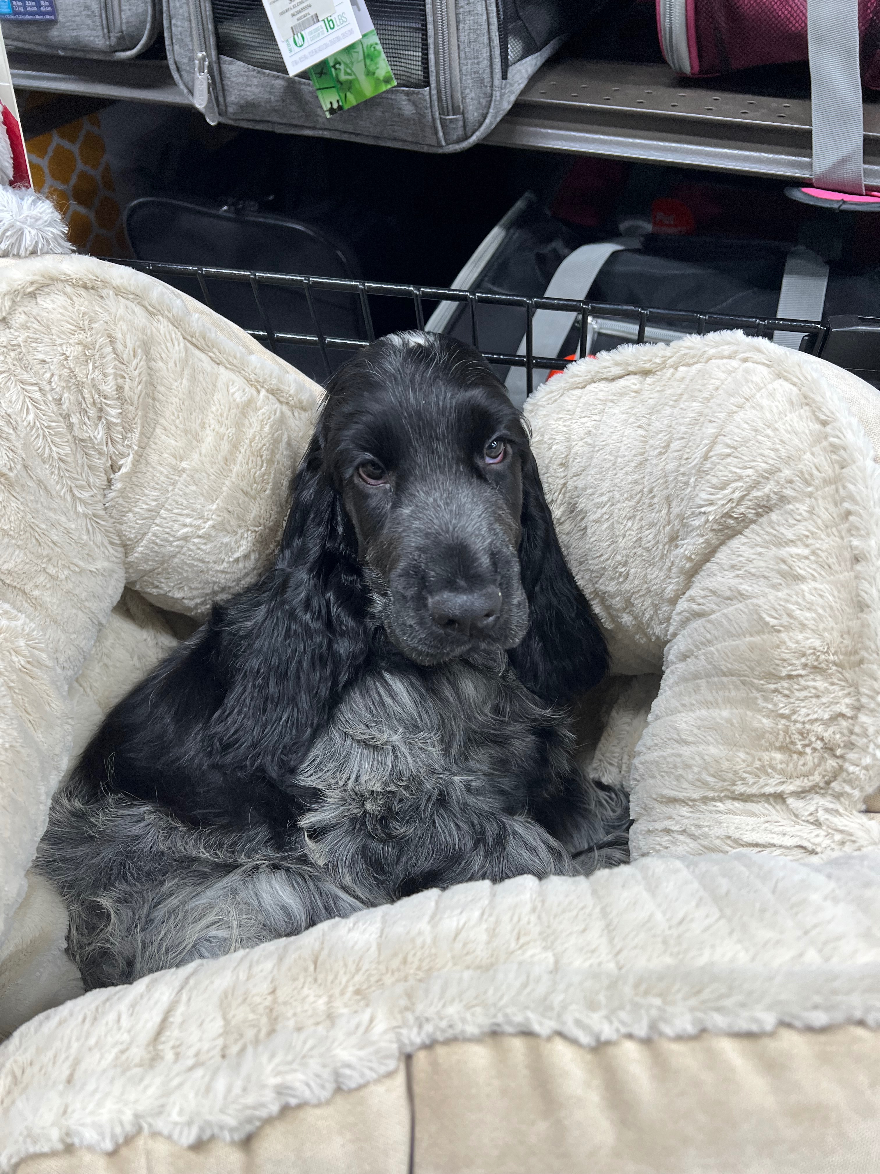 Help Baby Ollie Beat Parvo campaign photo, 5 of 8