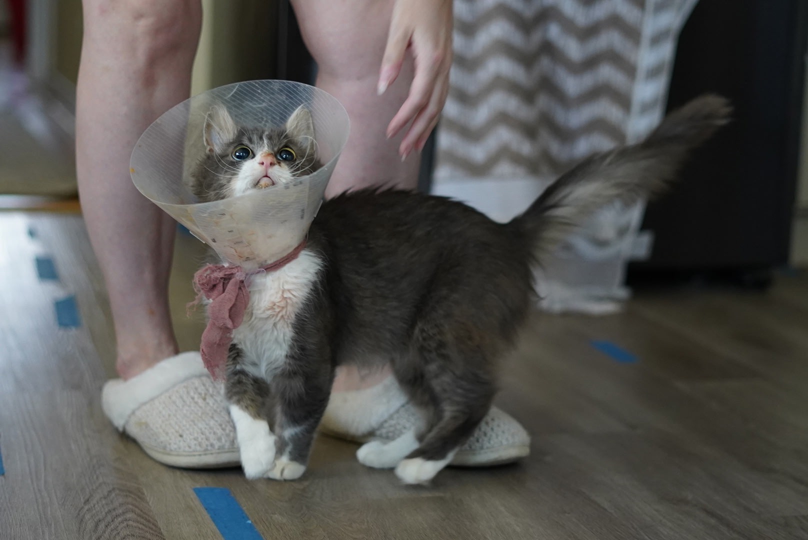 Disabled Cat Rescue - Percy's Rehabilitation campaign photo, 7 of 8