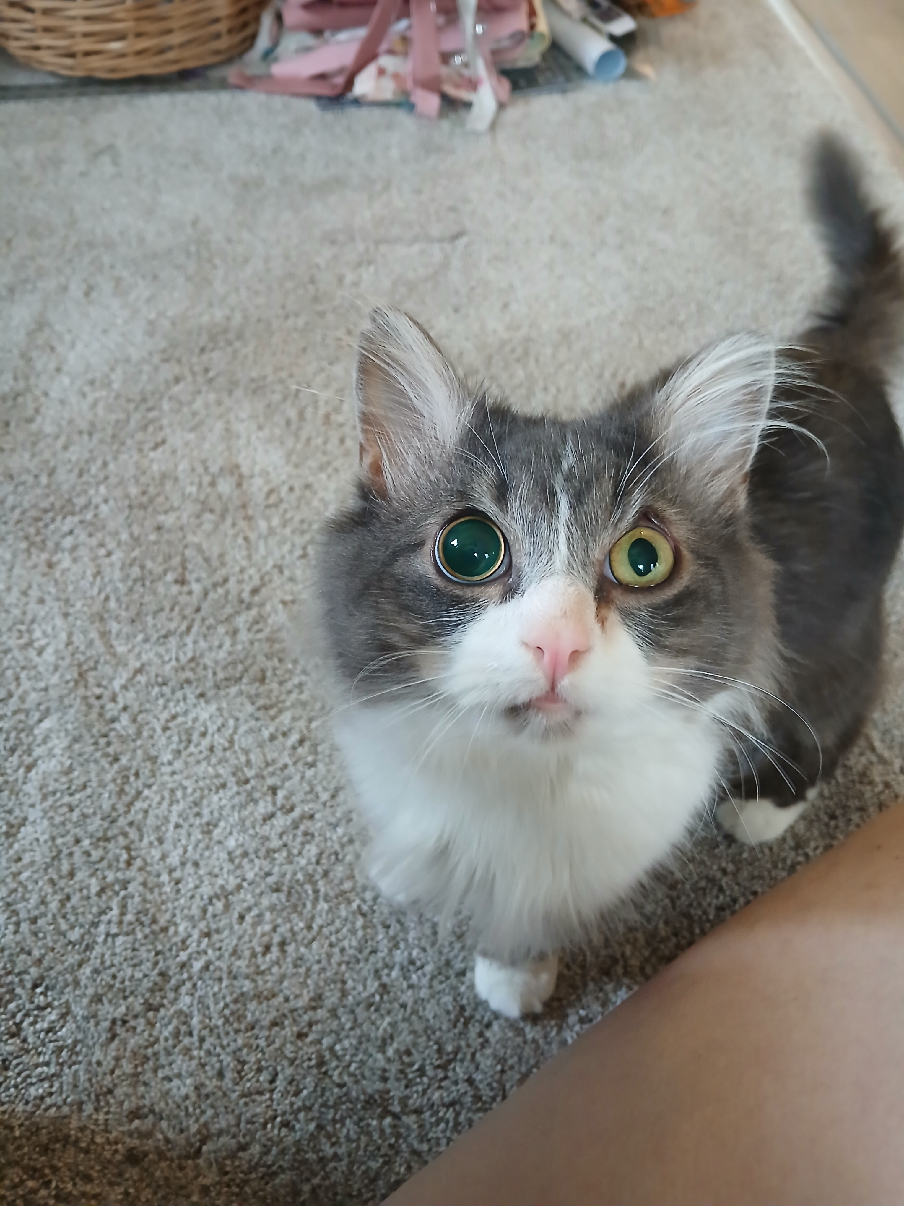Disabled Cat Rescue - Percy's Rehabilitation campaign photo, 4 of 8