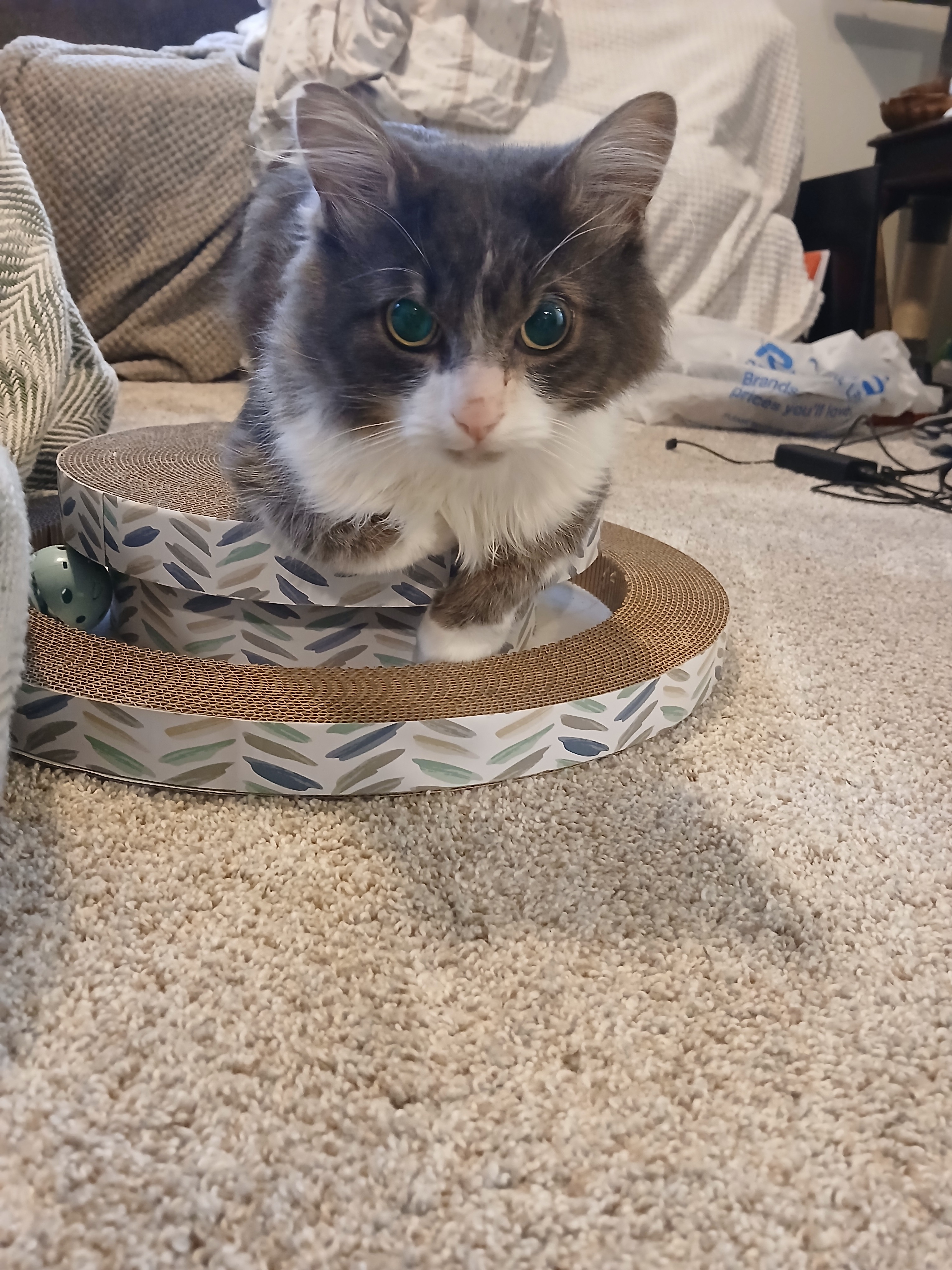Disabled Cat Rescue - Percy's Rehabilitation campaign photo, 5 of 8