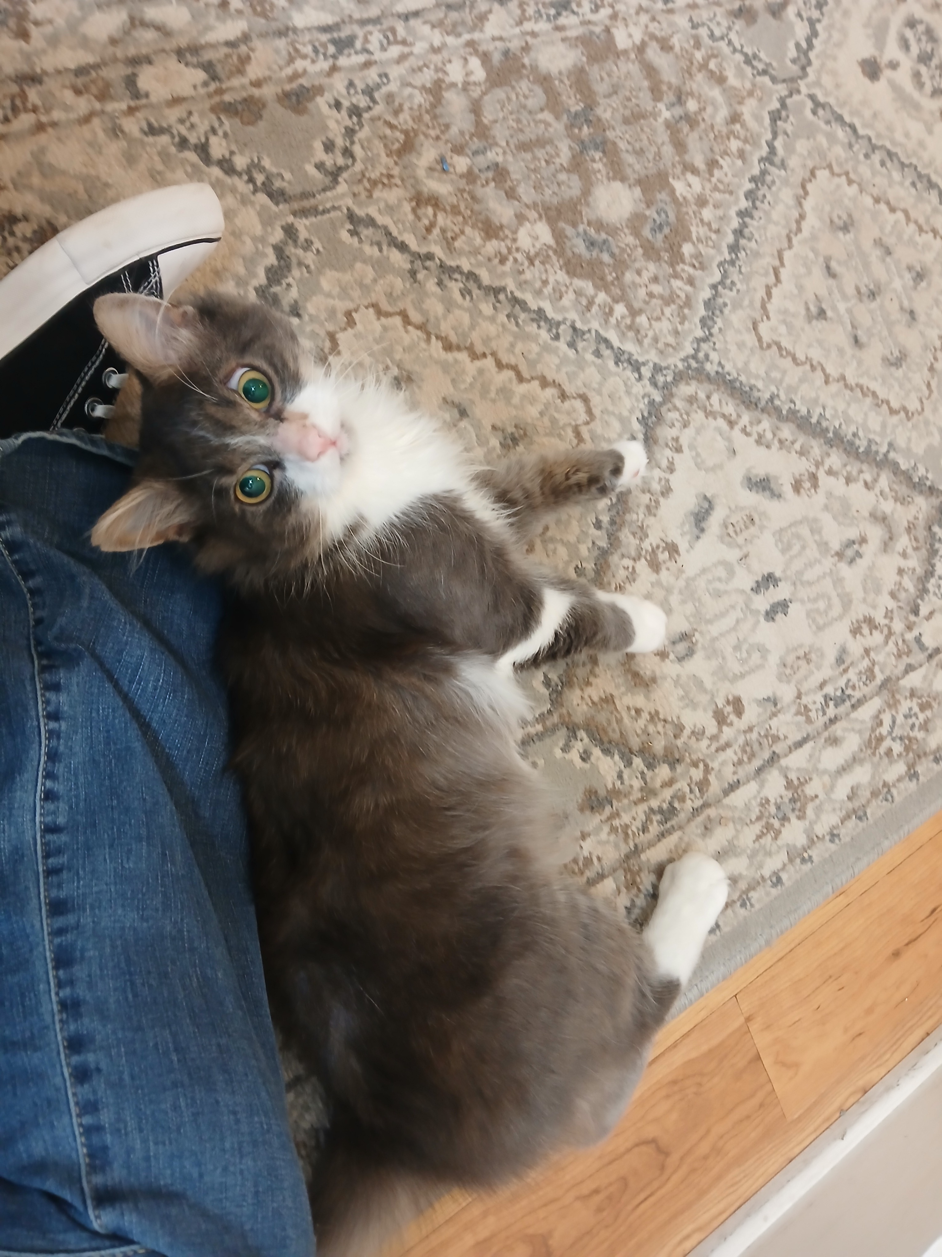 Disabled Cat Rescue - Percy's Rehabilitation campaign photo, 6 of 8