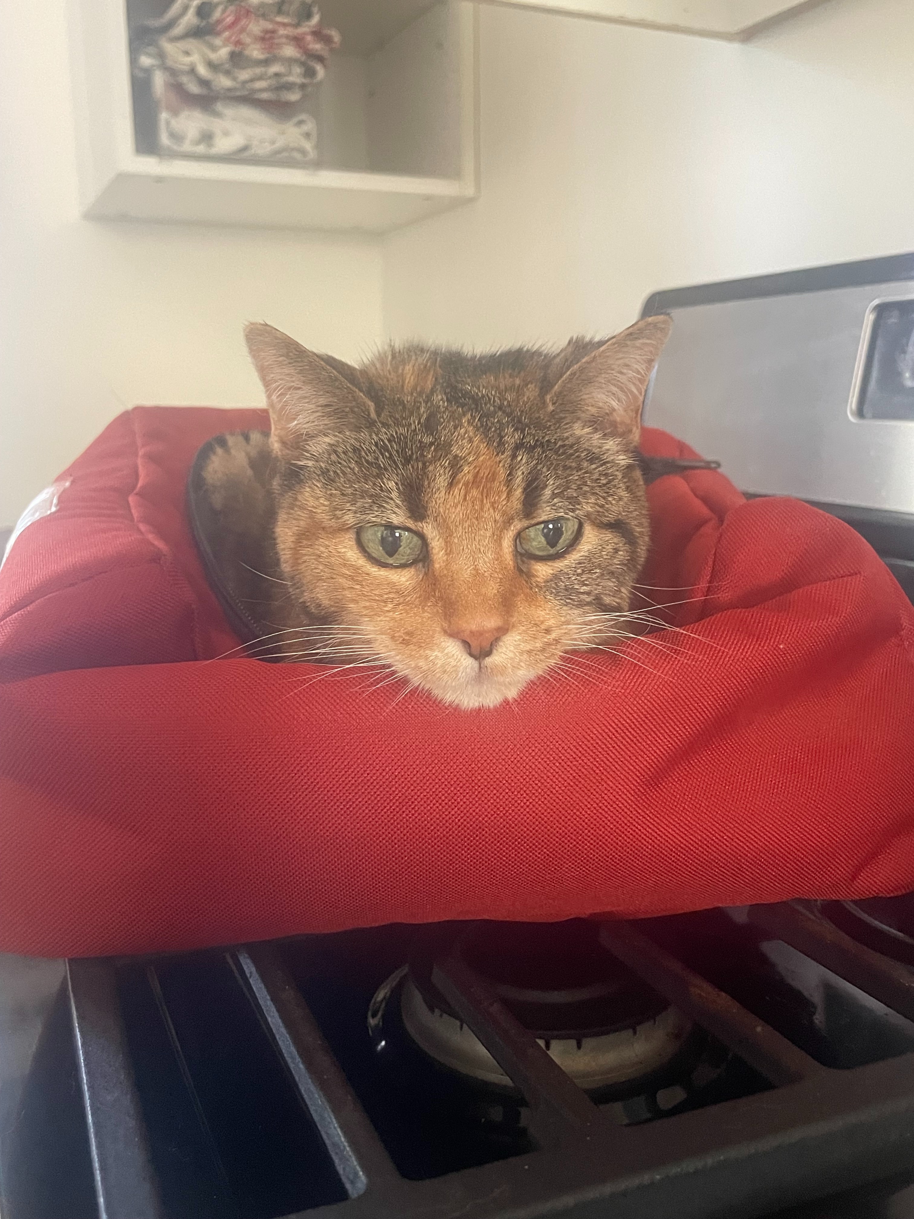 Oompa Cat get the care she needs! campaign photo, 4 of 8