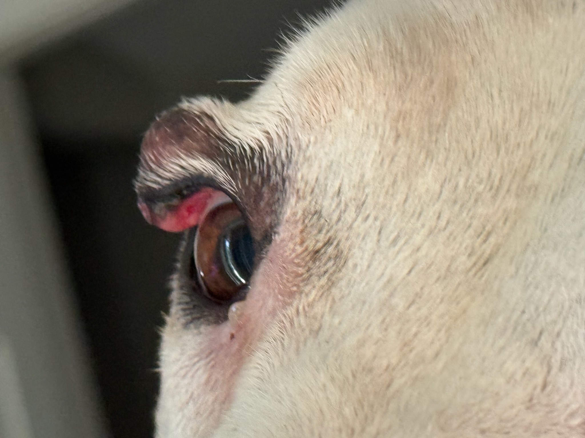 Donate to Save Freddie's Sight and Future campaign photo, 7 of 8