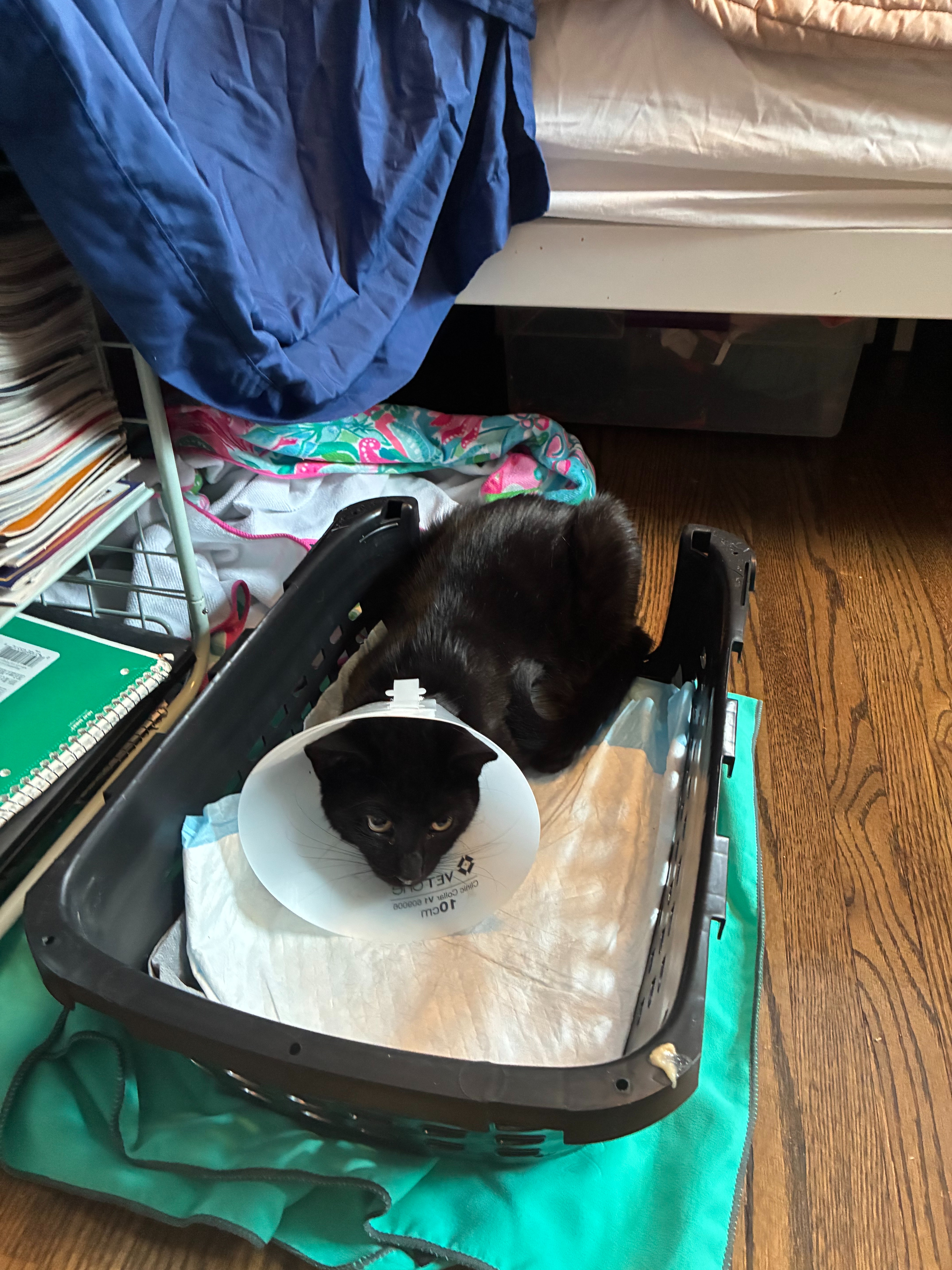 Dara and Kea's Forest Hills Kitten Rescue 2025 campaign photo, 7 of 8